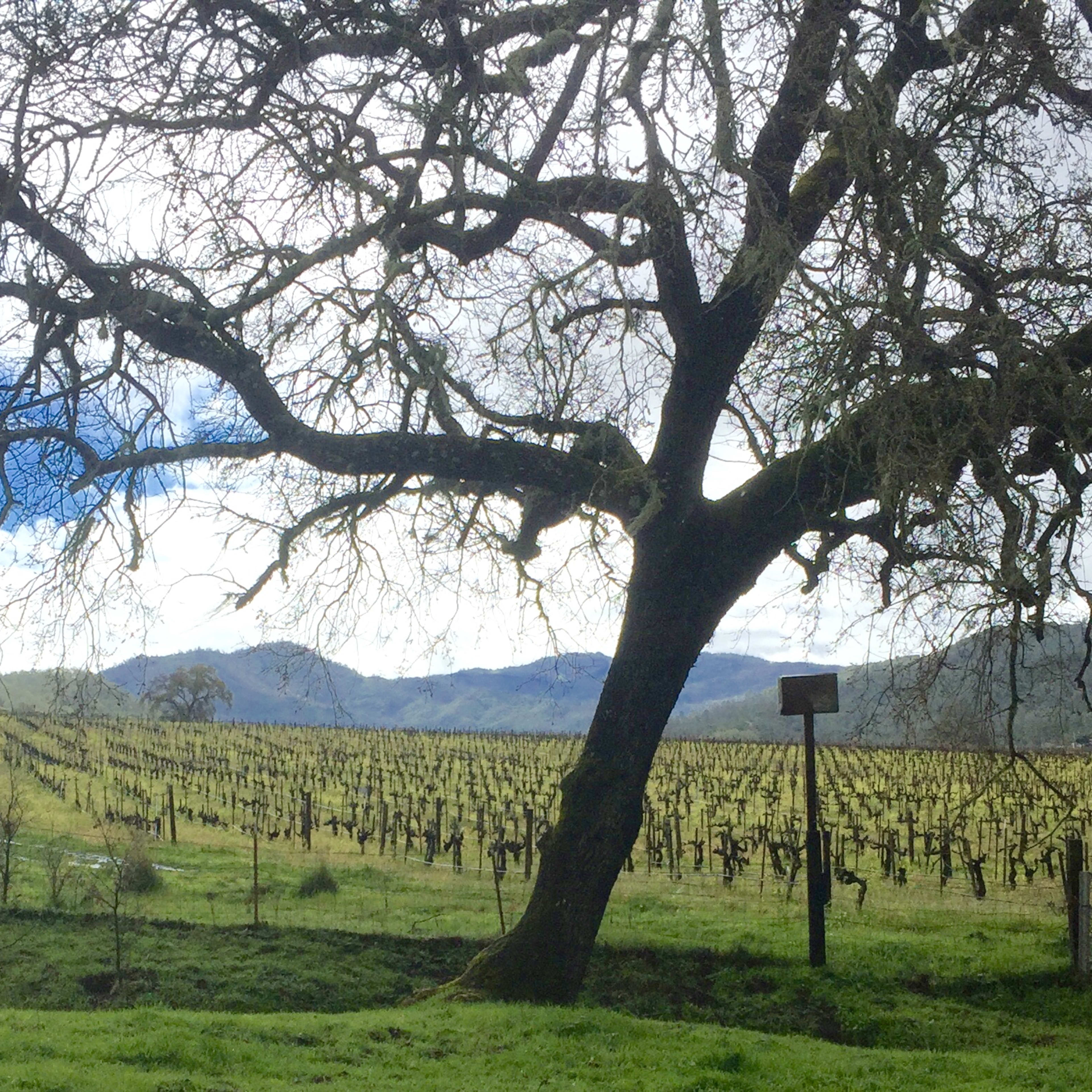 A large tree overlooking a vineyard with rows of grapevines extending in the background against a blue sky with scattered clouds.