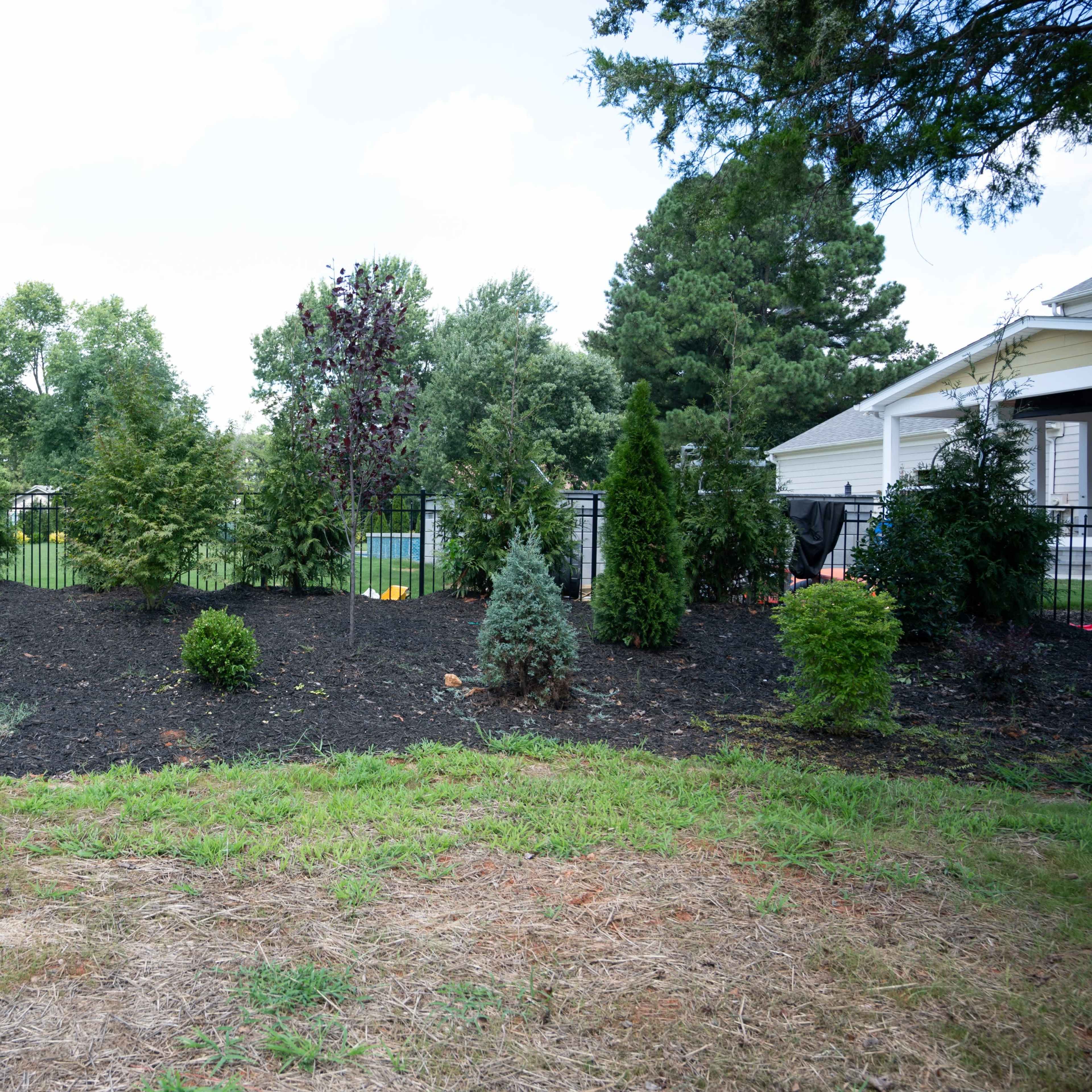 A landscaped garden with various shrubs and small trees is arranged along a black mulch bed behind a metal fence.