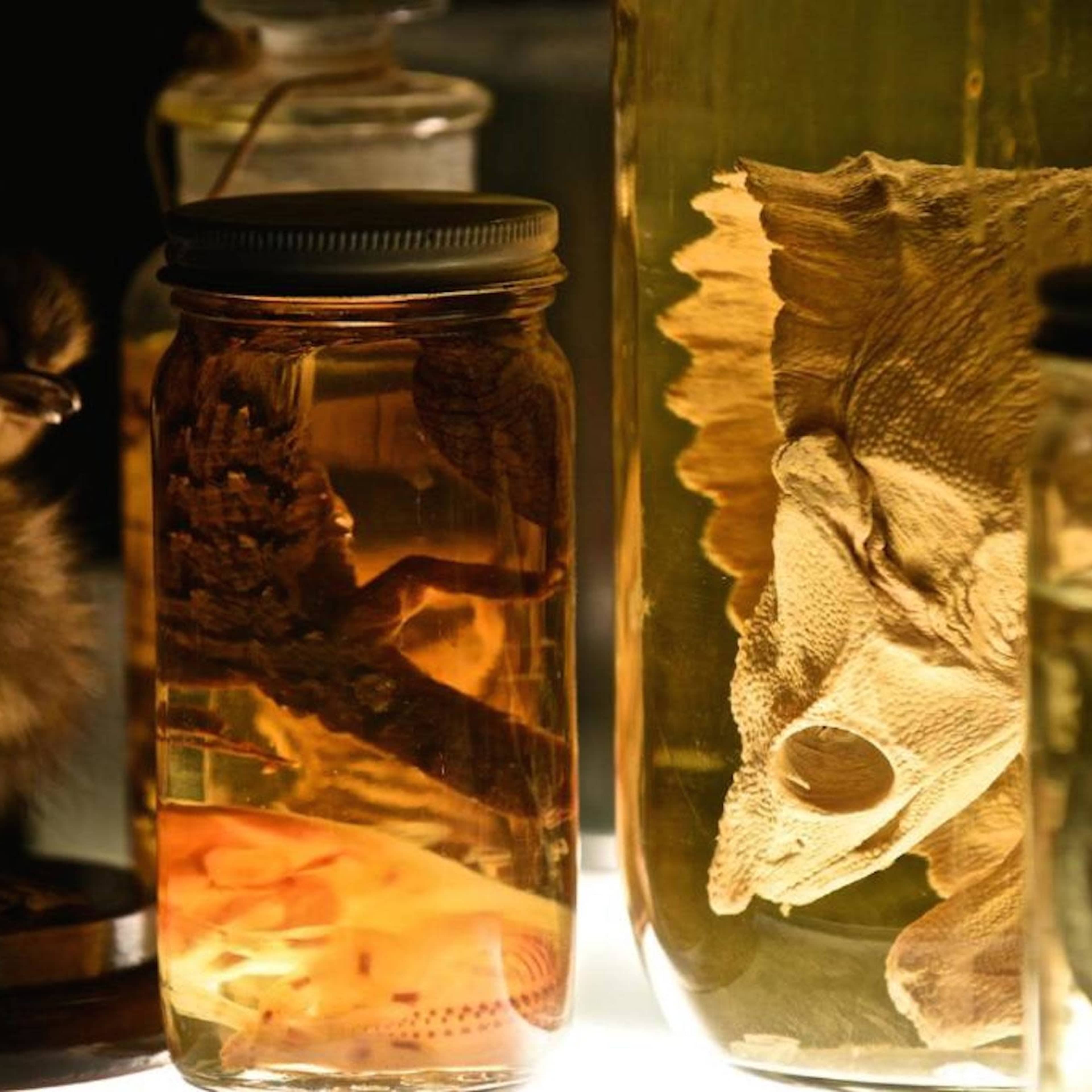 Various jars containing preserved specimens, including a small animal, a pinecone, and a fish head, arranged on a surface.