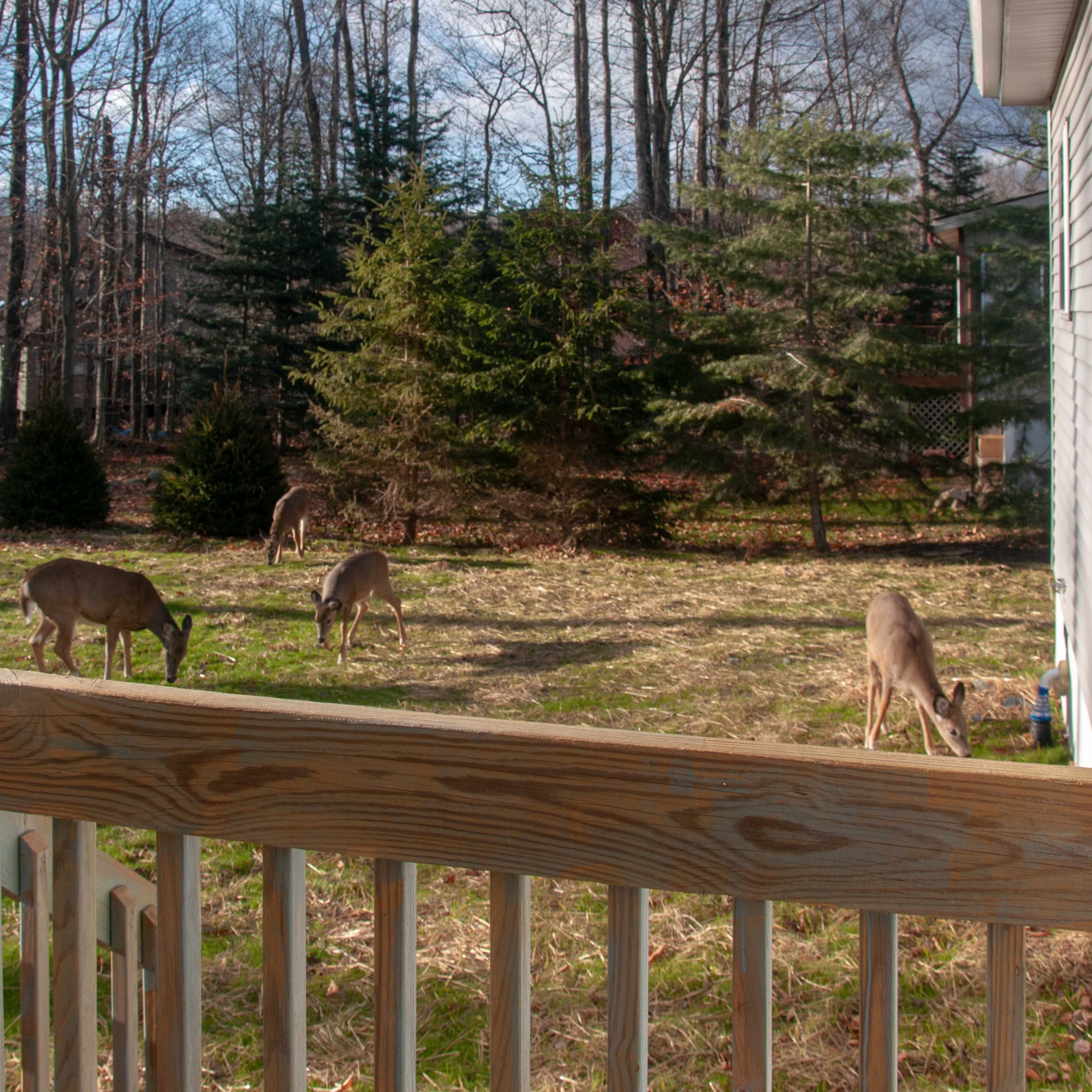 A group of deer grazes in a green yard surrounded by trees and shrubs.