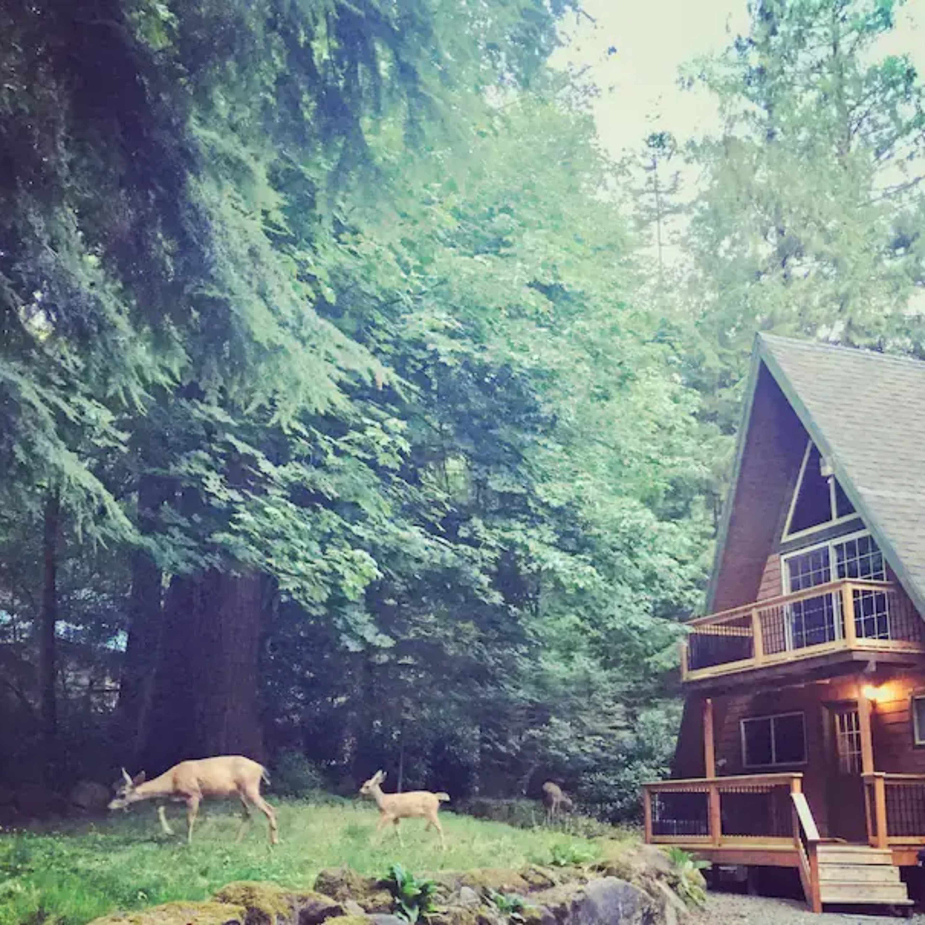Two deer graze near an A-frame cabin surrounded by tall trees in a forested area.