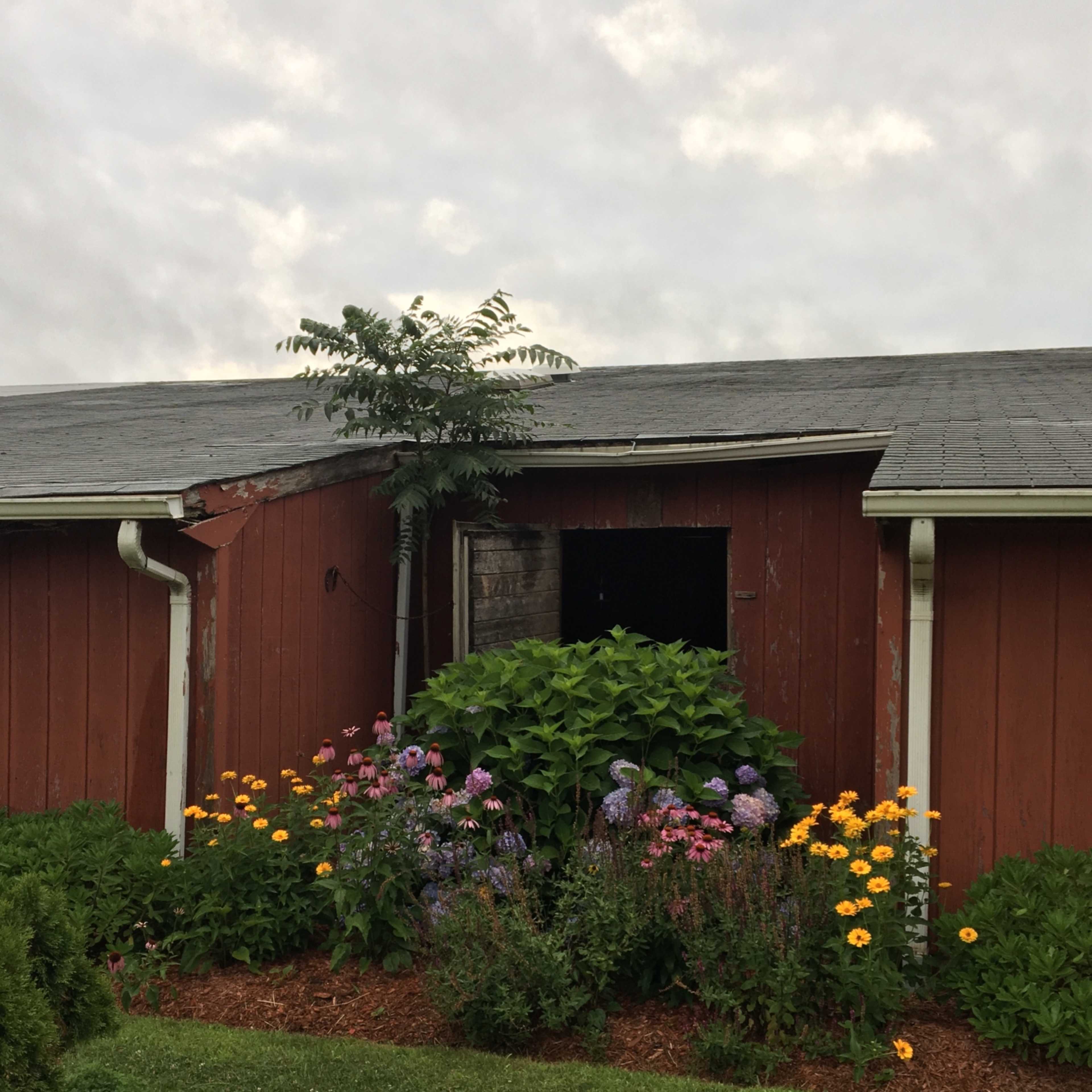 A red barn with a window is surrounded by colorful flower beds and a small tree growing nearby.