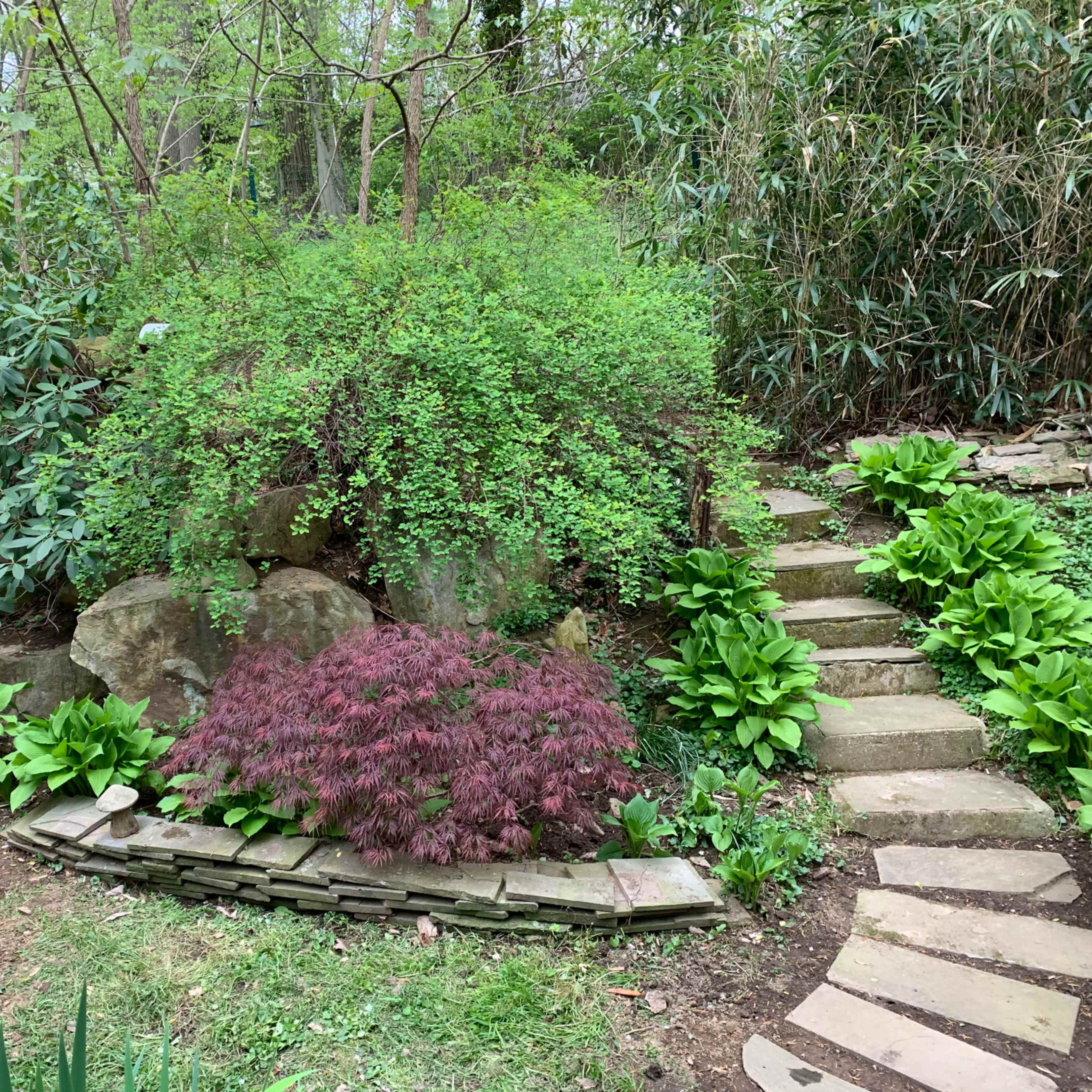 A stone pathway winds through a lush garden featuring green plants and a prominent bush among large rocks.