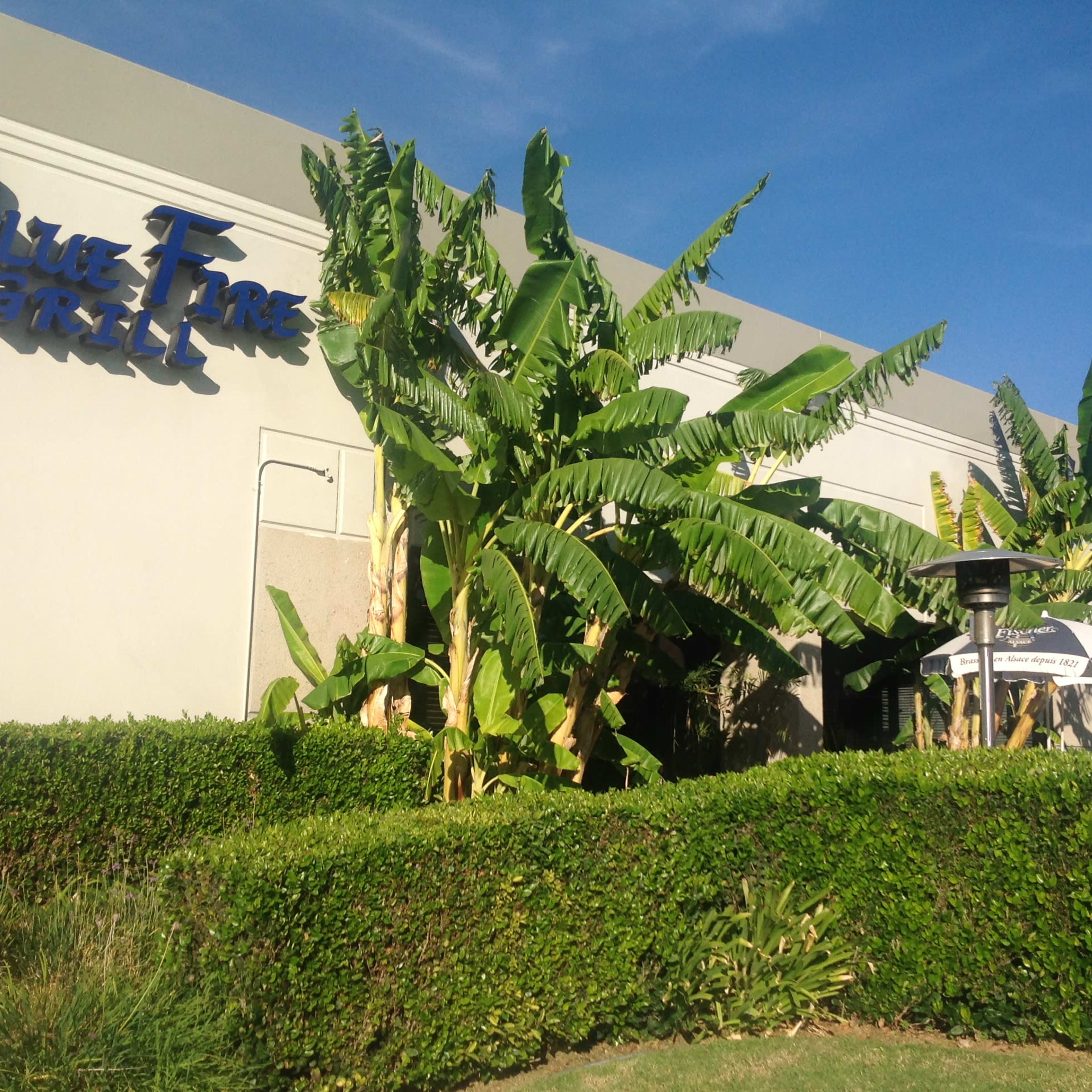 The exterior of a restaurant called Blue Fire Grill, featuring large banana plants and outdoor seating under umbrellas.