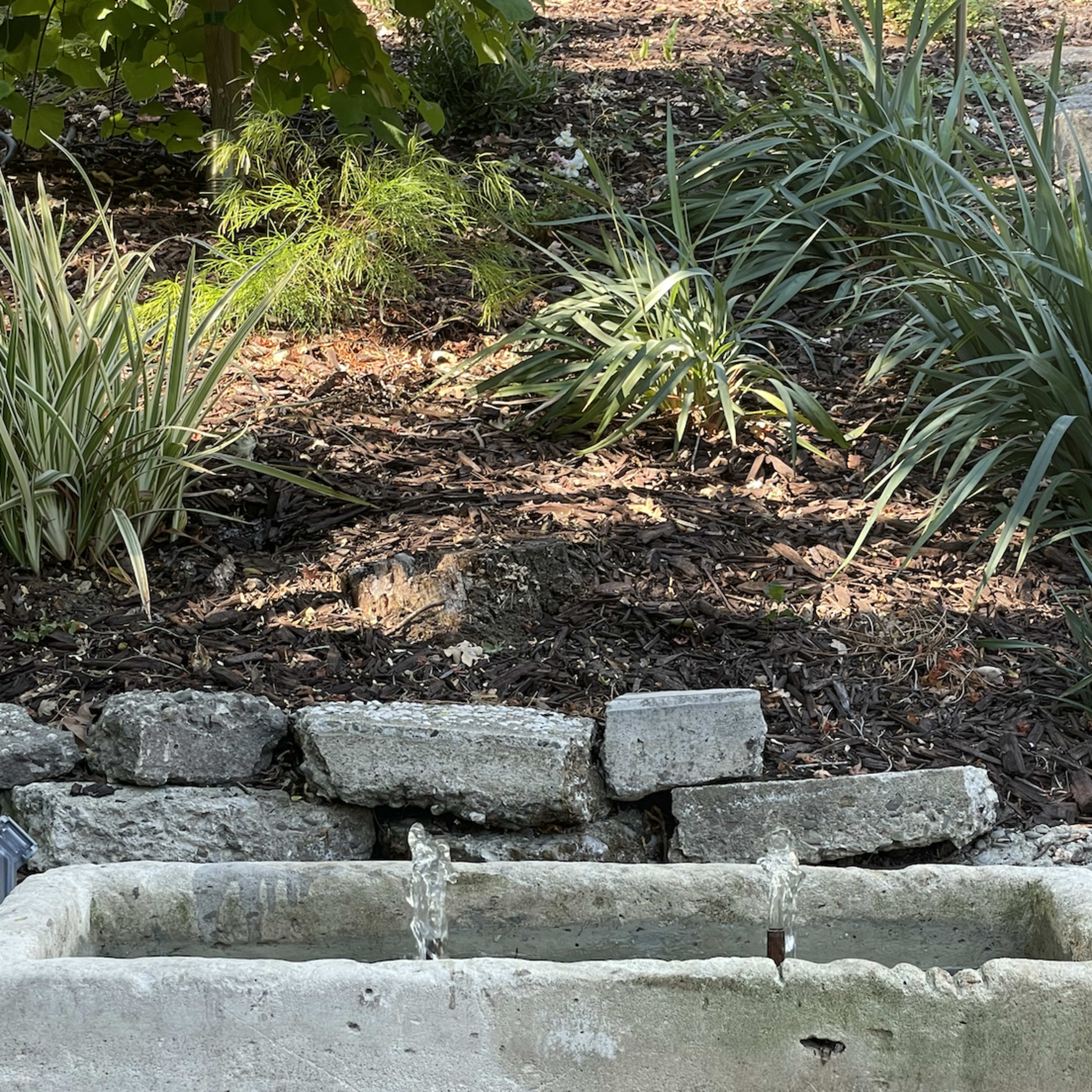 A stone water fountain with water flowing from two spouts, surrounded by greenery and mulch.
