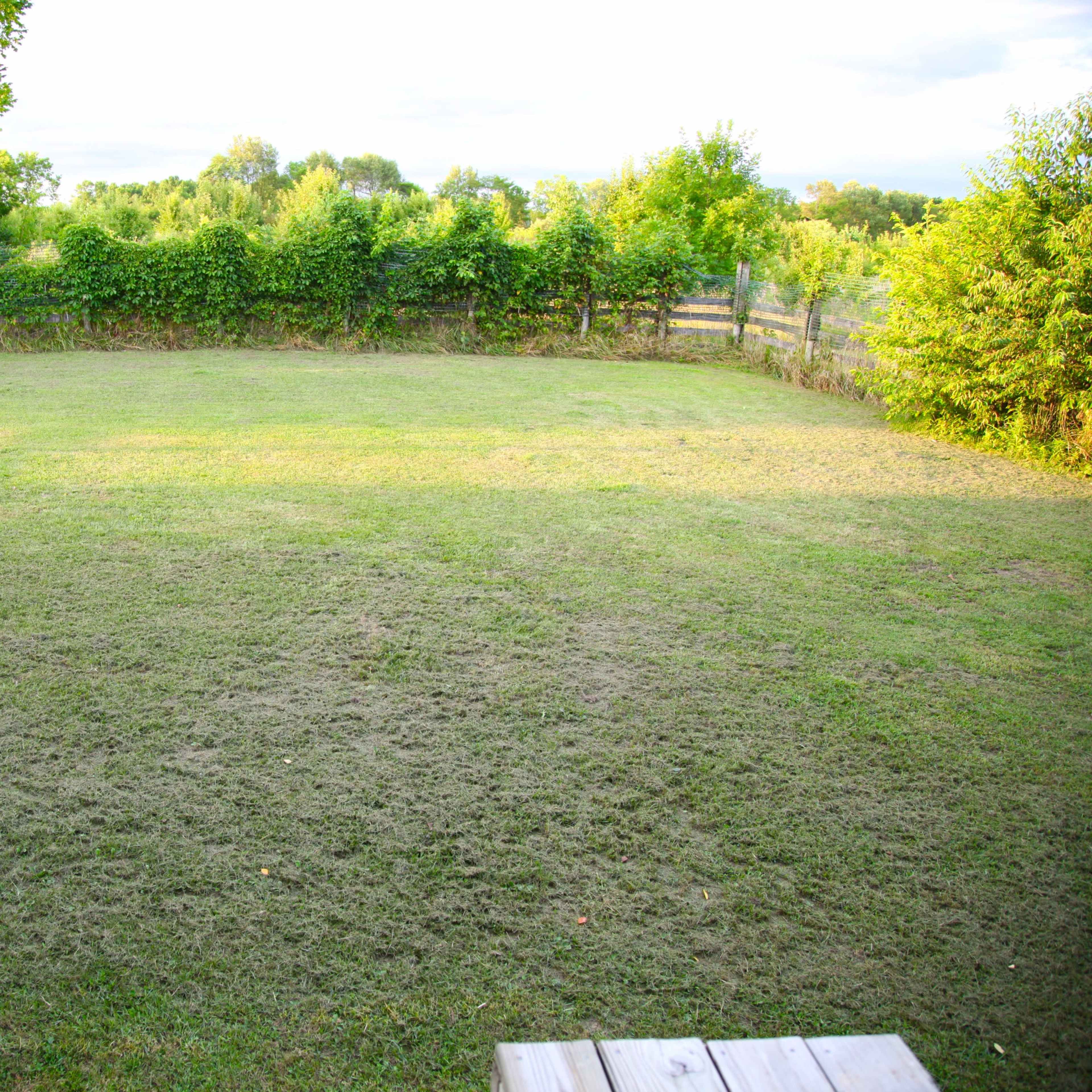A grassy yard is surrounded by trees and a wooden fence.