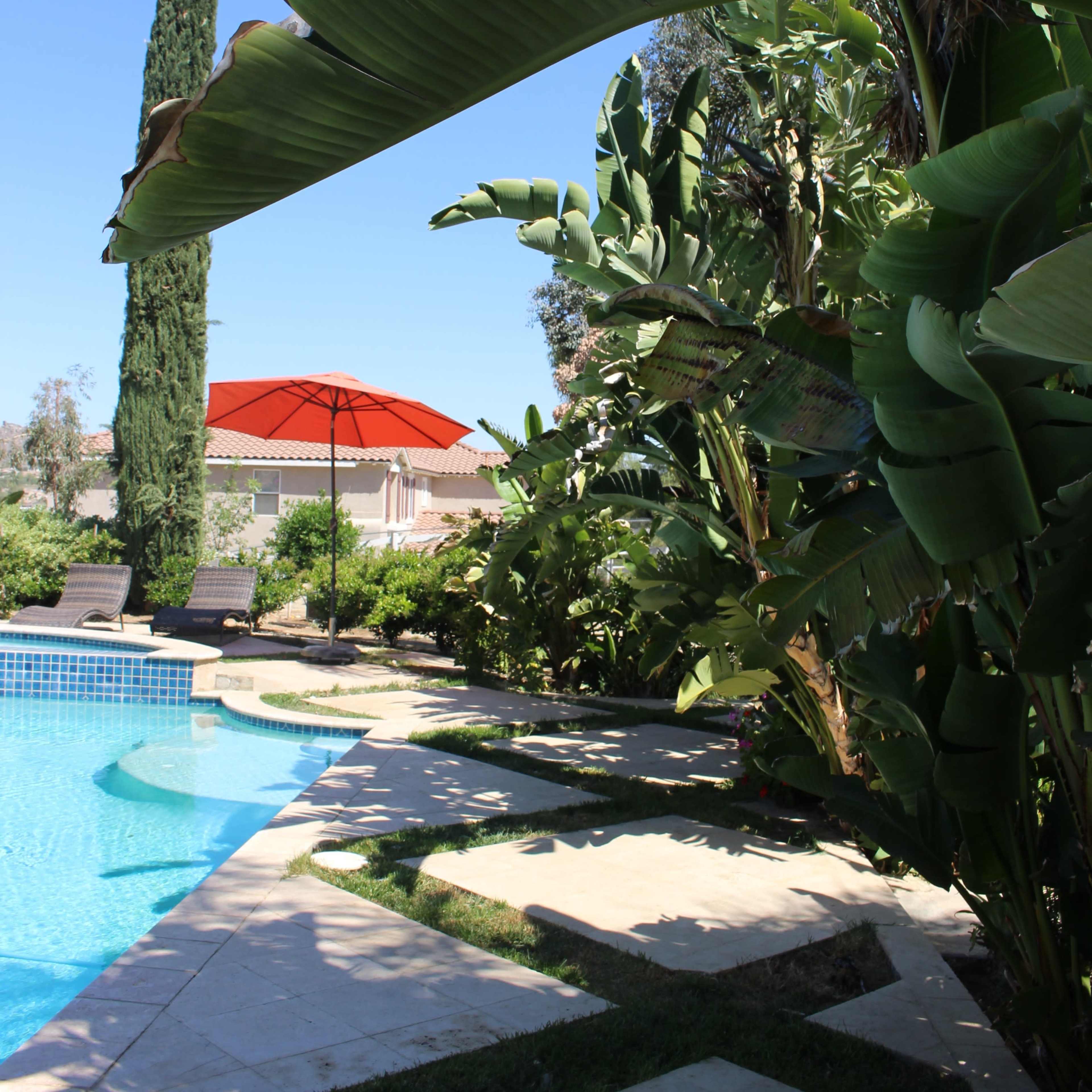 A swimming pool area is bordered by tropical plants, featuring an orange umbrella and a tall cypress tree against a clear blue sky.