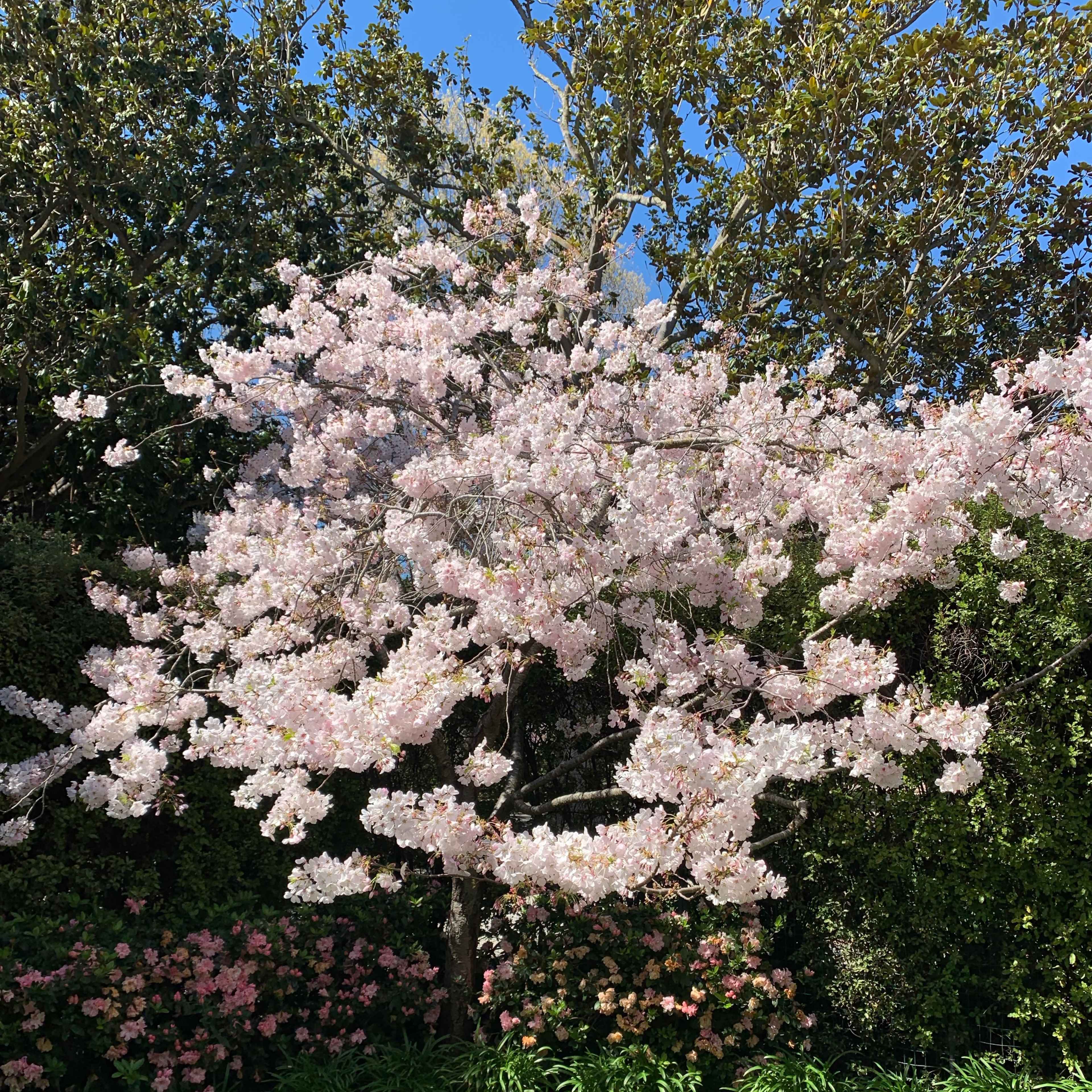 A blooming cherry tree with pink flowers stands in a green lawn surrounded by bushes and trees.
