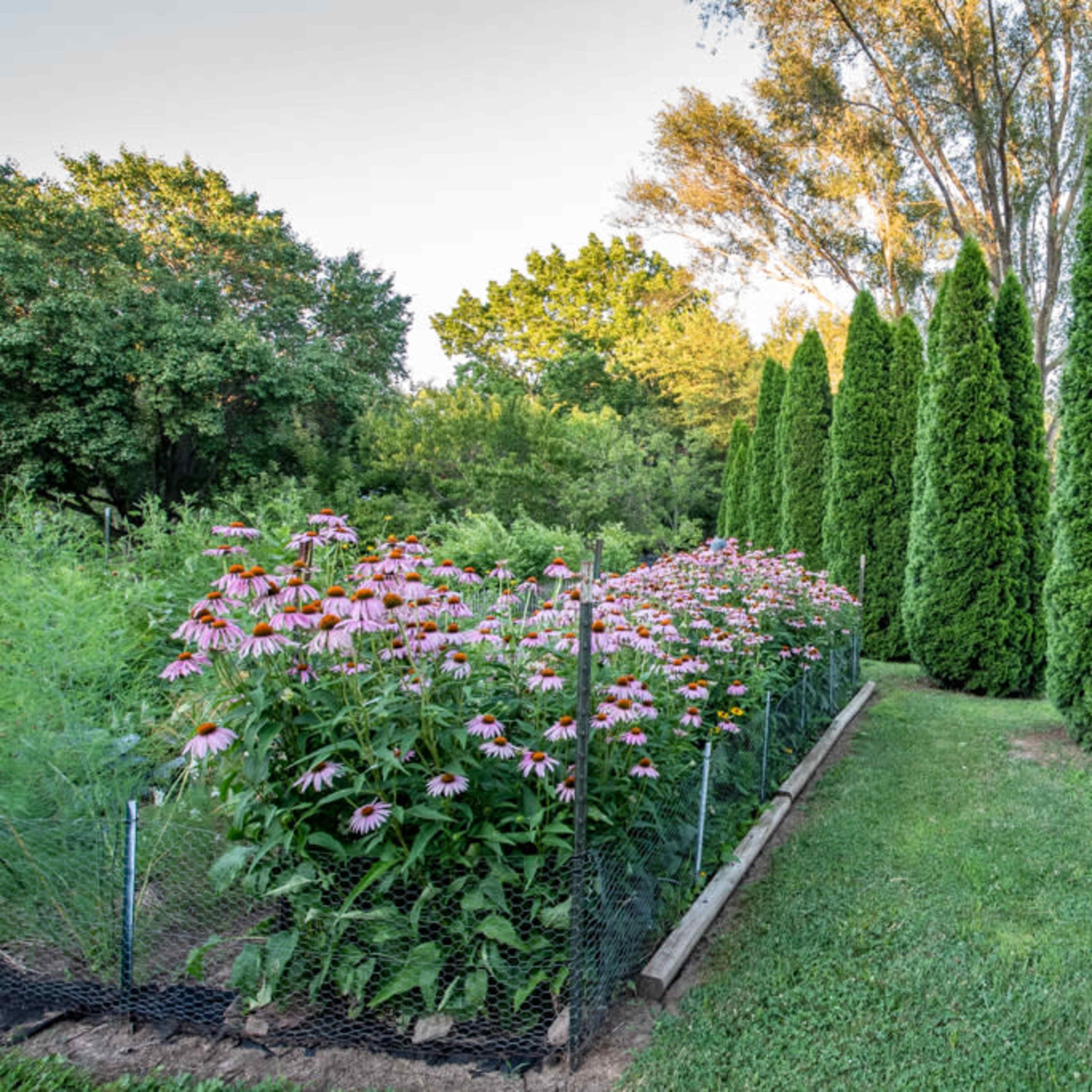 A garden with a row of coneflowers is lined by tall, green evergreen trees along one side.