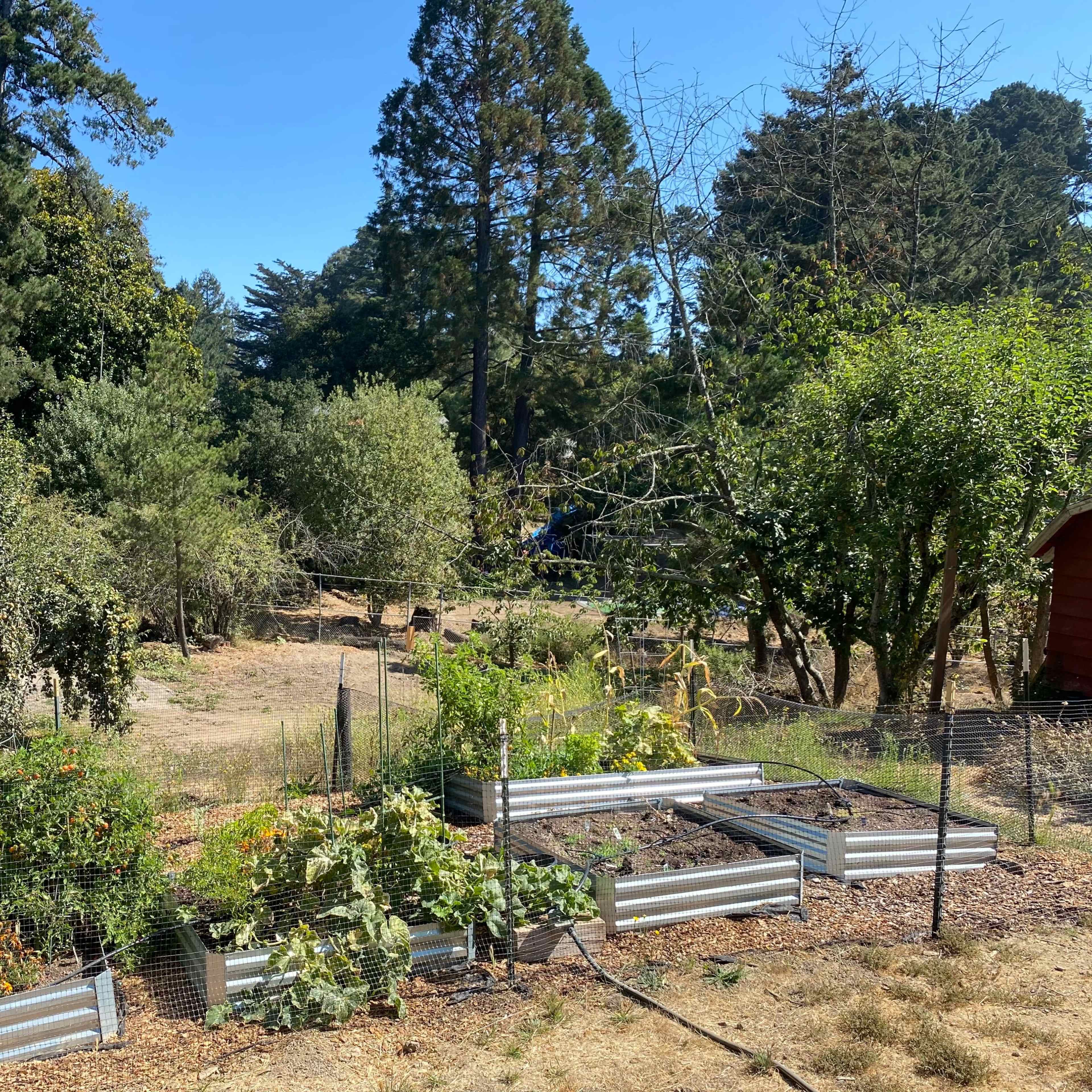 A garden with raised metal beds containing various plants, surrounded by trees and a clear blue sky.