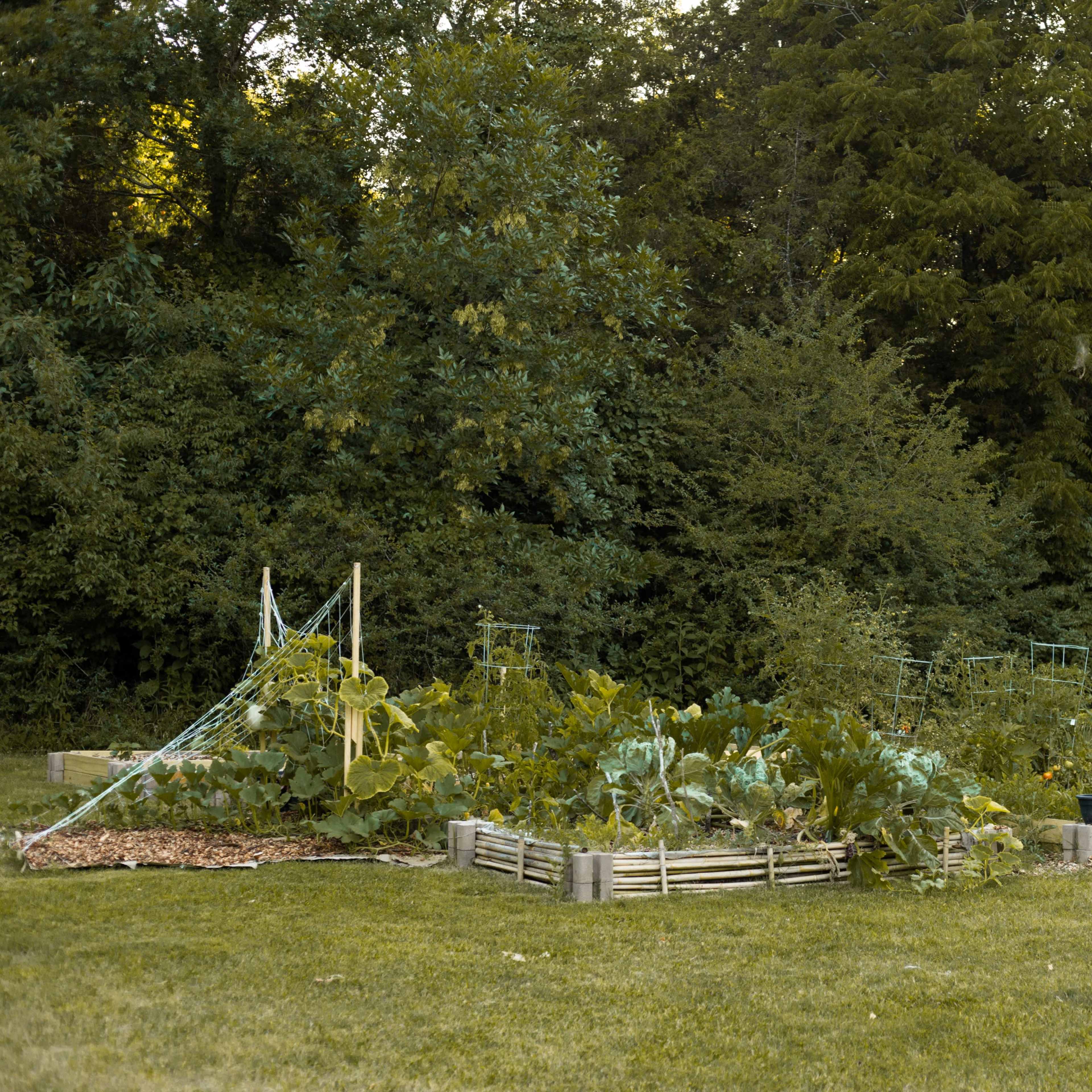 A backyard garden features wooden raised beds with various vegetable plants and a support structure for climbing plants, surrounded by trees and grass.
