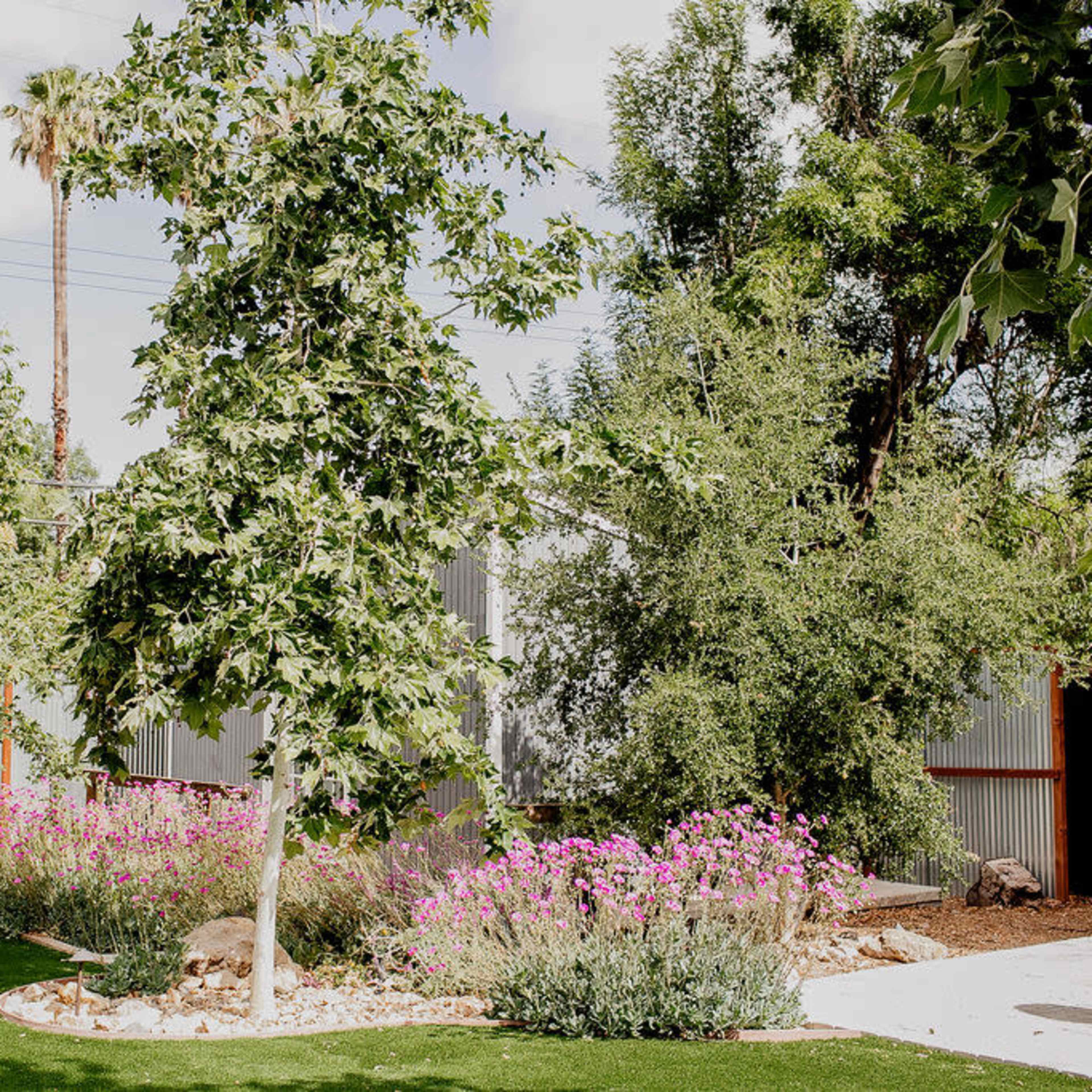 A landscaped garden featuring a tall tree surrounded by flowering plants, with palm trees and a corrugated metal fence in the background.