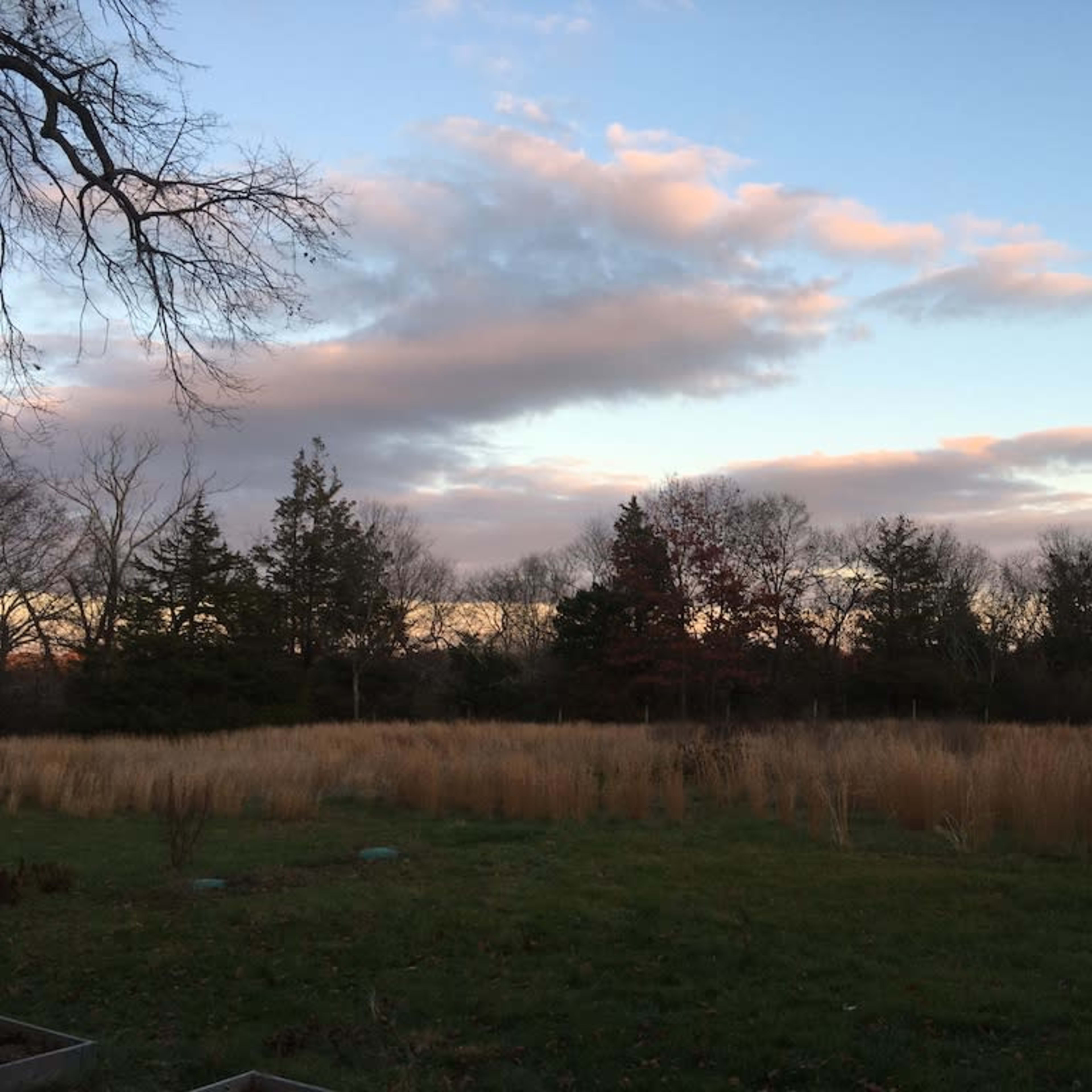 A grassy field with tall grass and a backdrop of trees under a partly cloudy sky at dusk.