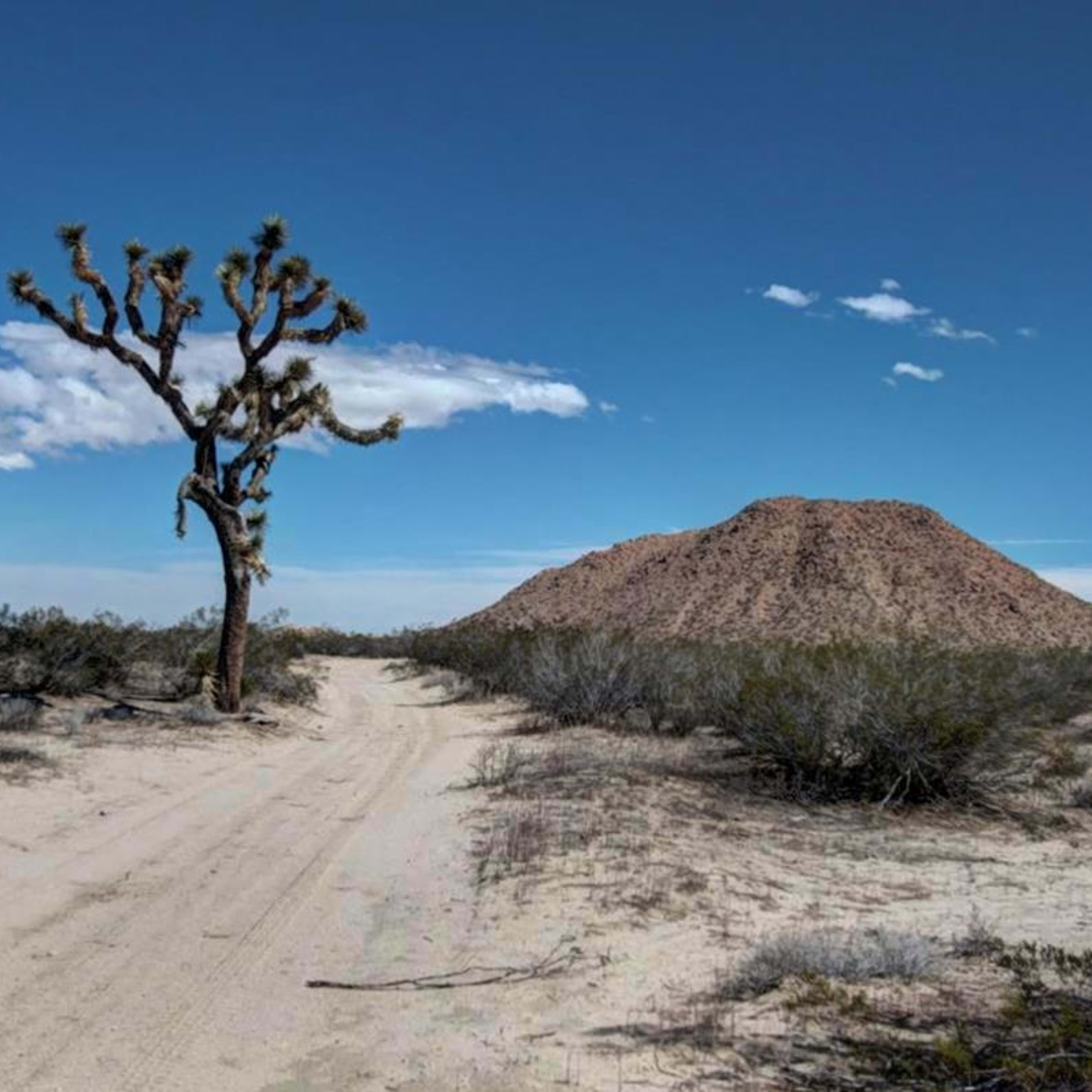 A dirt path leads through a desert landscape featuring a Joshua tree and a prominent rocky hill in the background under a partly cloudy sky.