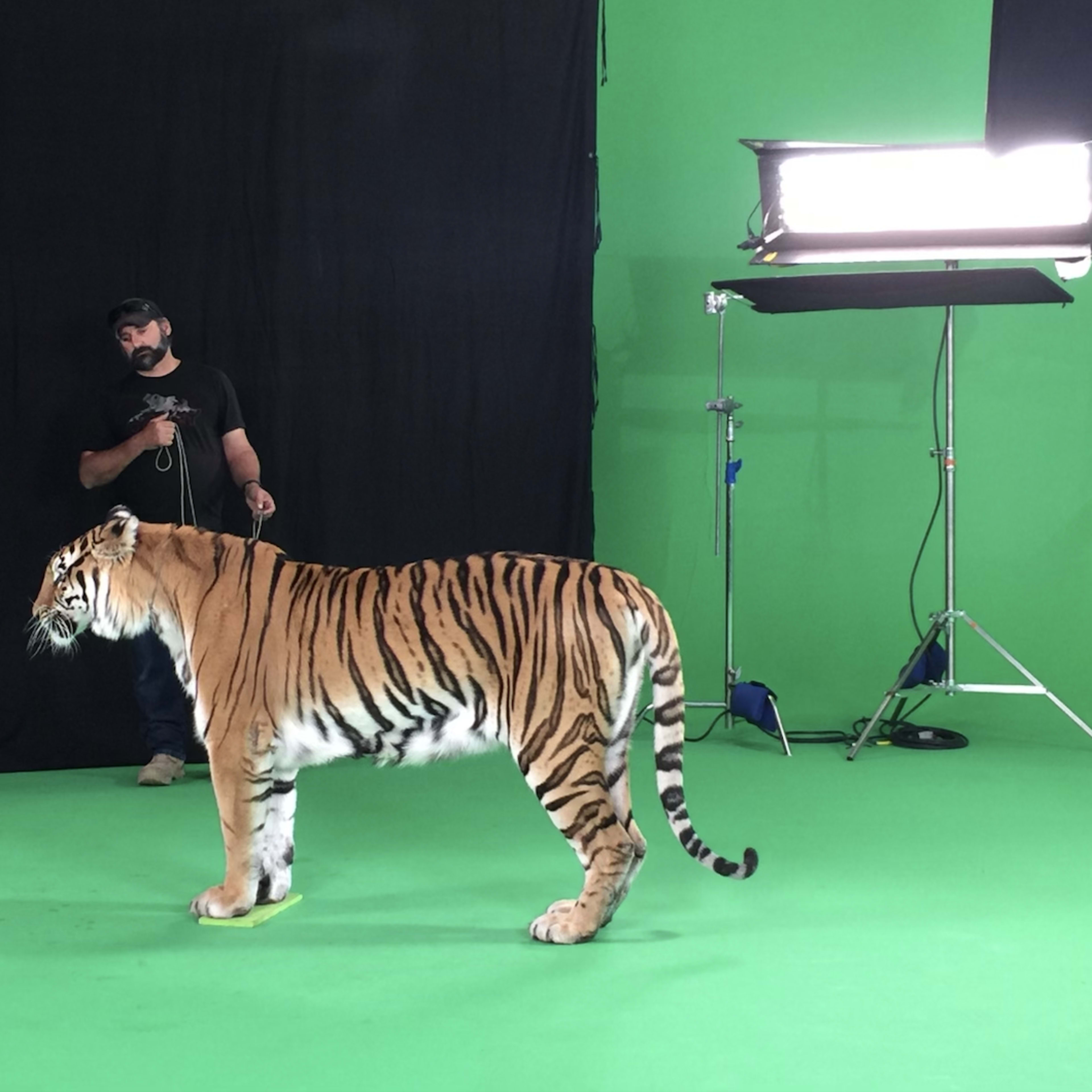 A man holds a leash attached to a tiger in a studio with a green backdrop.