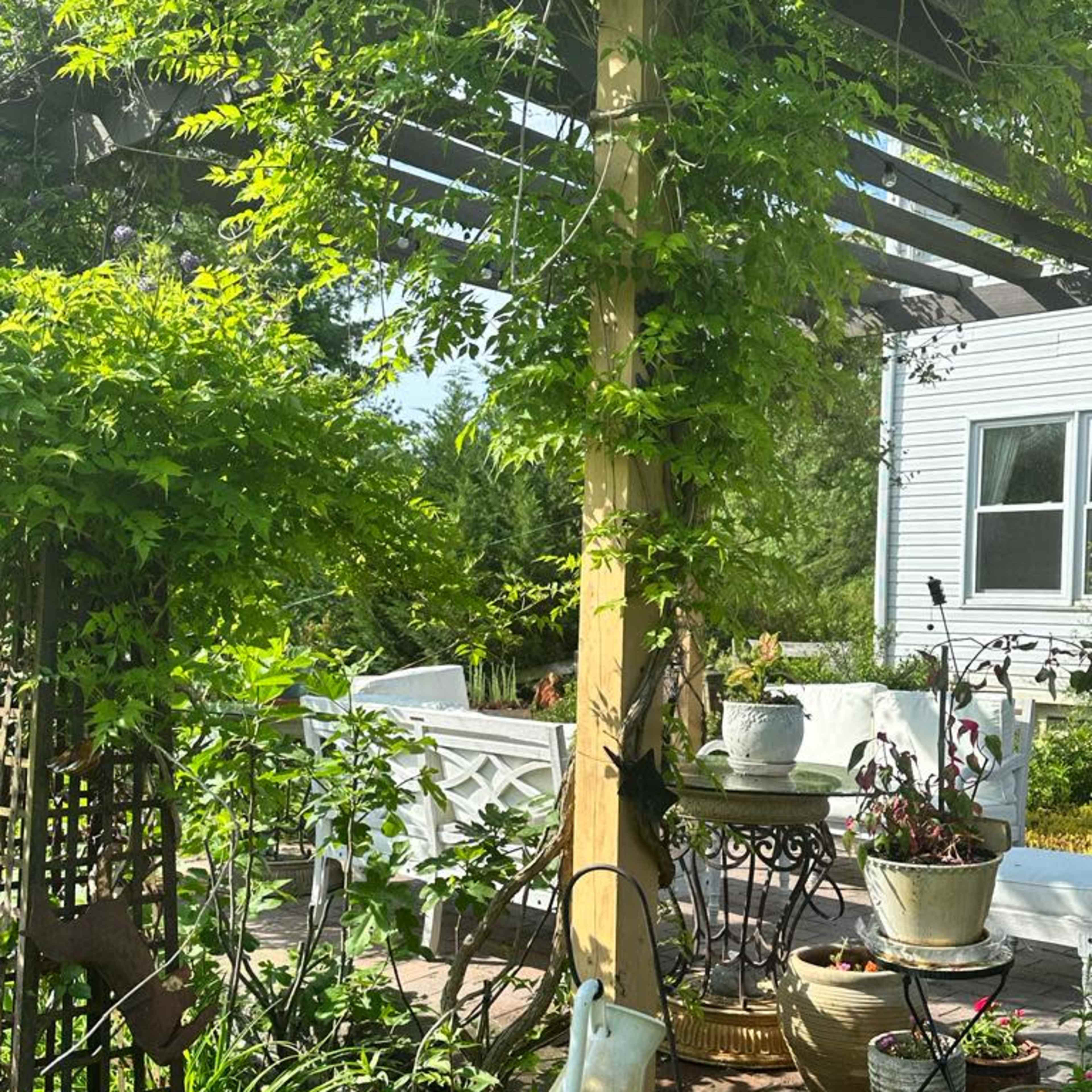 A wooden pergola covered in vines frames a garden area filled with various potted plants and a decorative watering can.