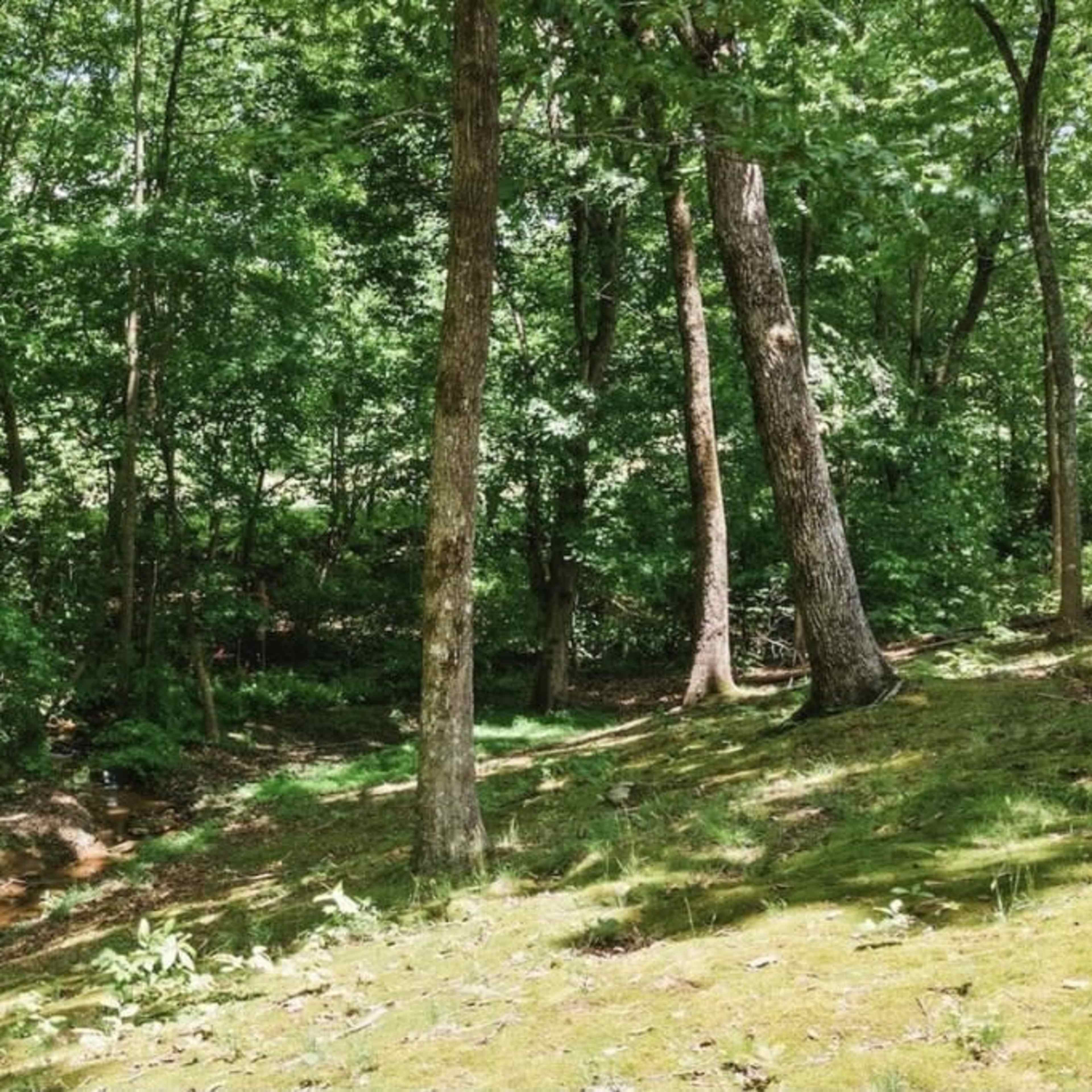 A densely wooded area with tall trees and a small stream running through the underbrush.