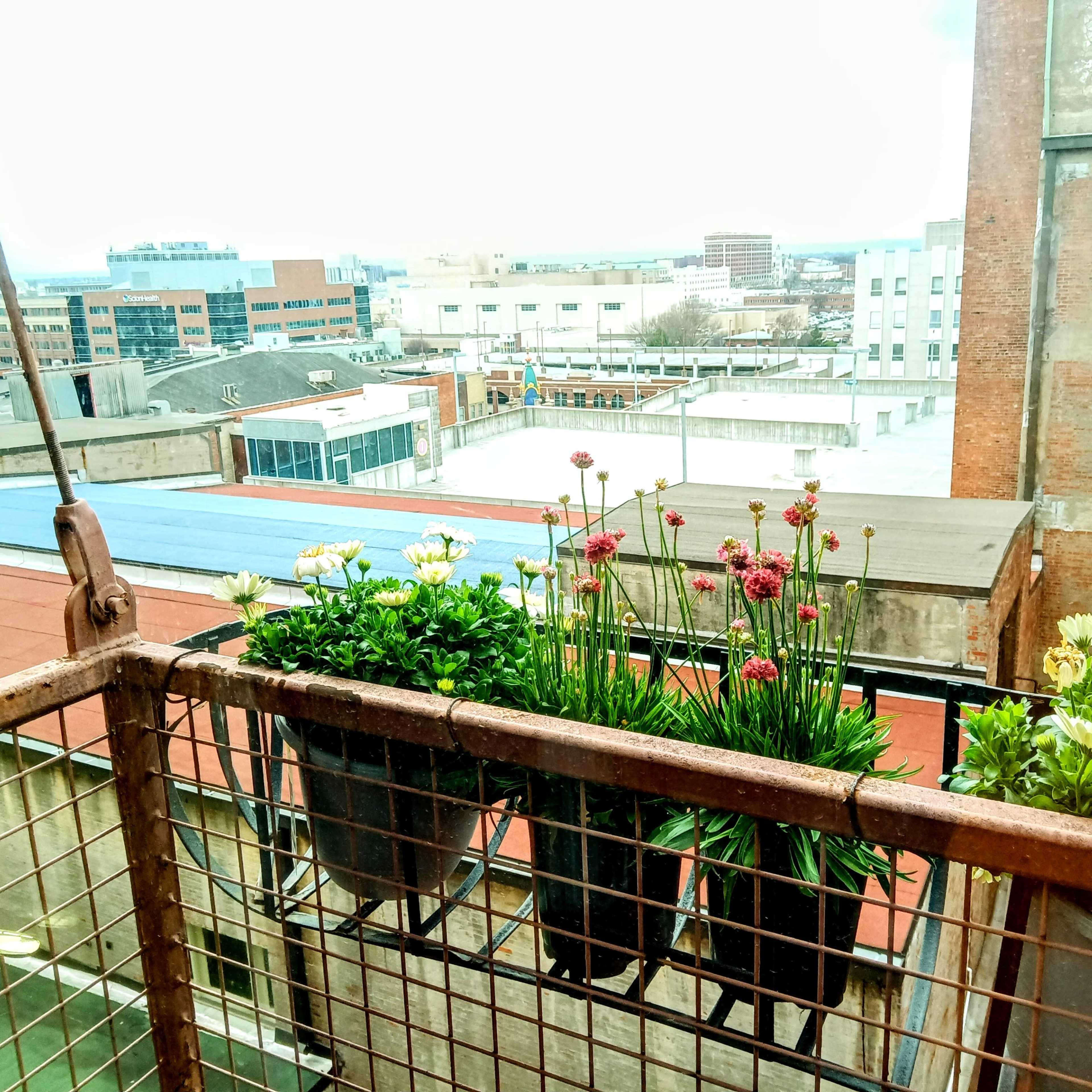 A balcony railing displays flower pots with various plants overlooking a cityscape.
