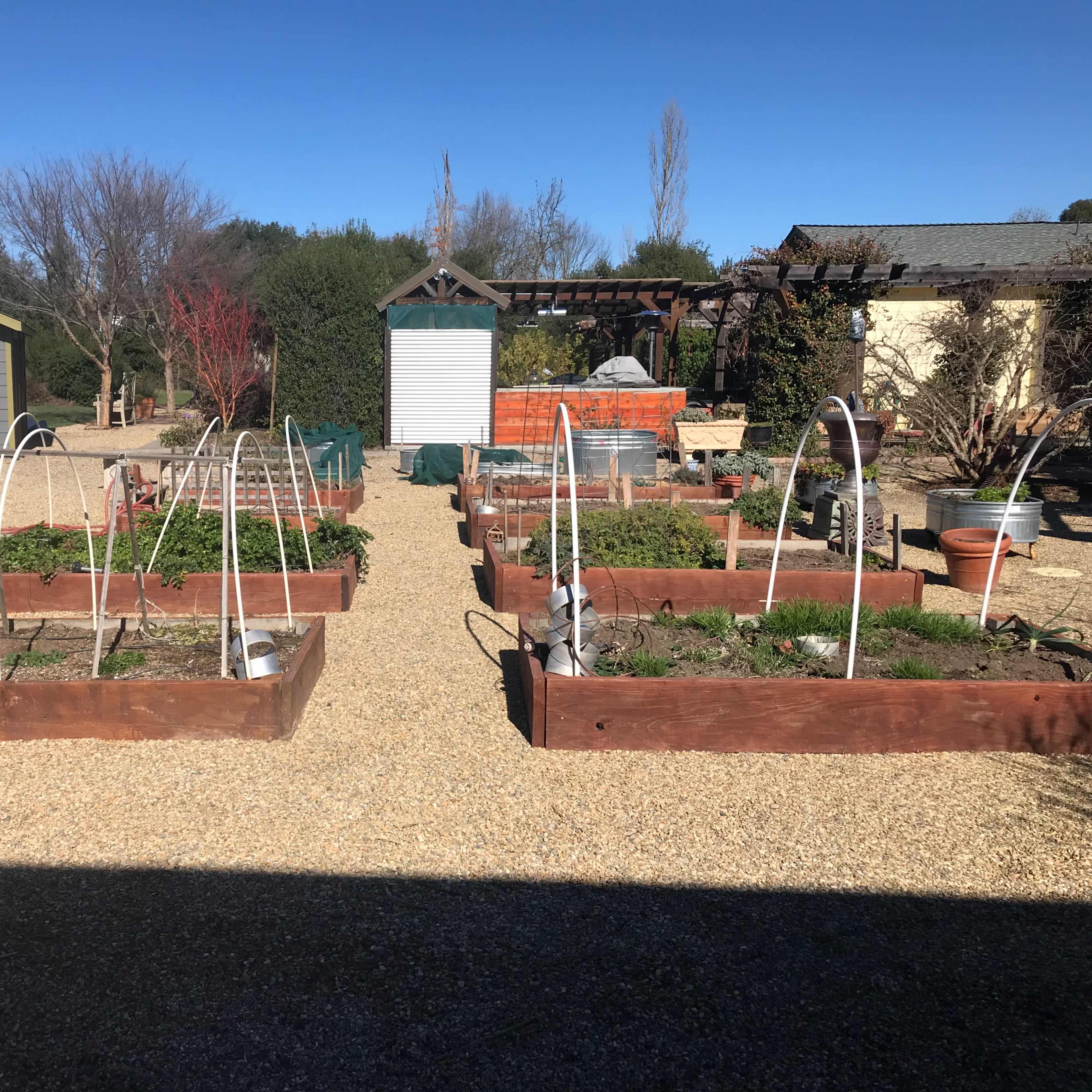 A garden with multiple raised beds filled with plants, surrounded by gravel pathways and a small shed in the background.