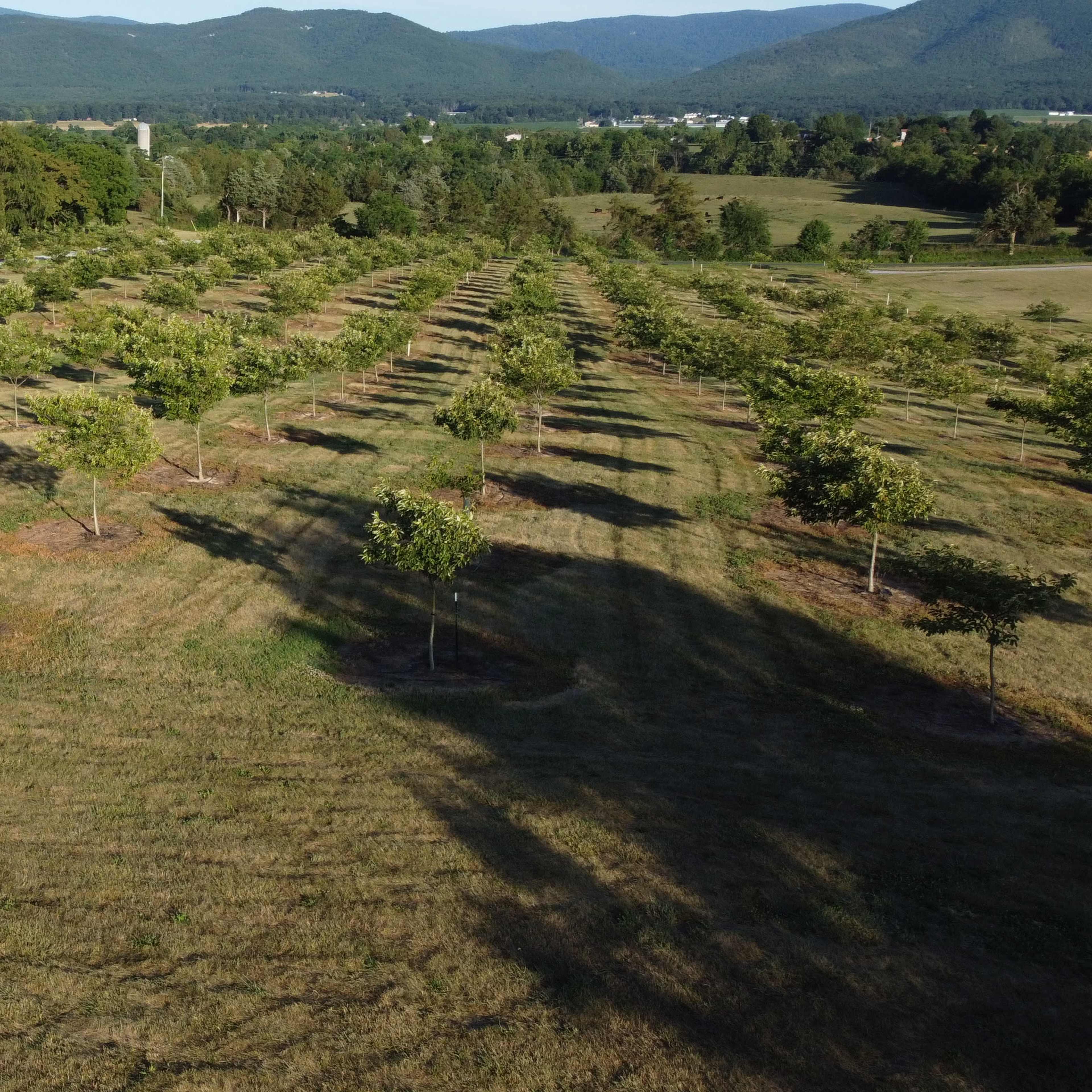 A sprawling orchard with evenly spaced trees, set against a backdrop of rolling hills and a clear sky.