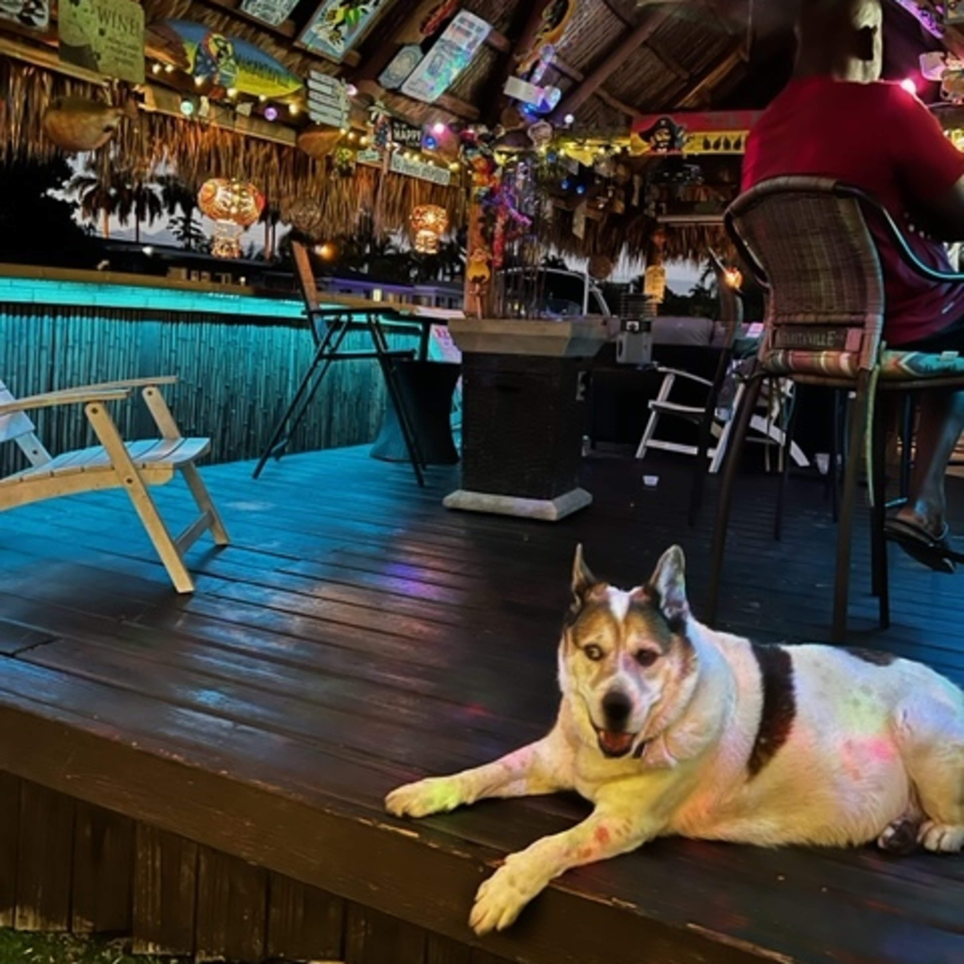 A dog lies on a wooden deck in a tiki-style outdoor setting with colorful lights, while a person sits at a bar in the background.