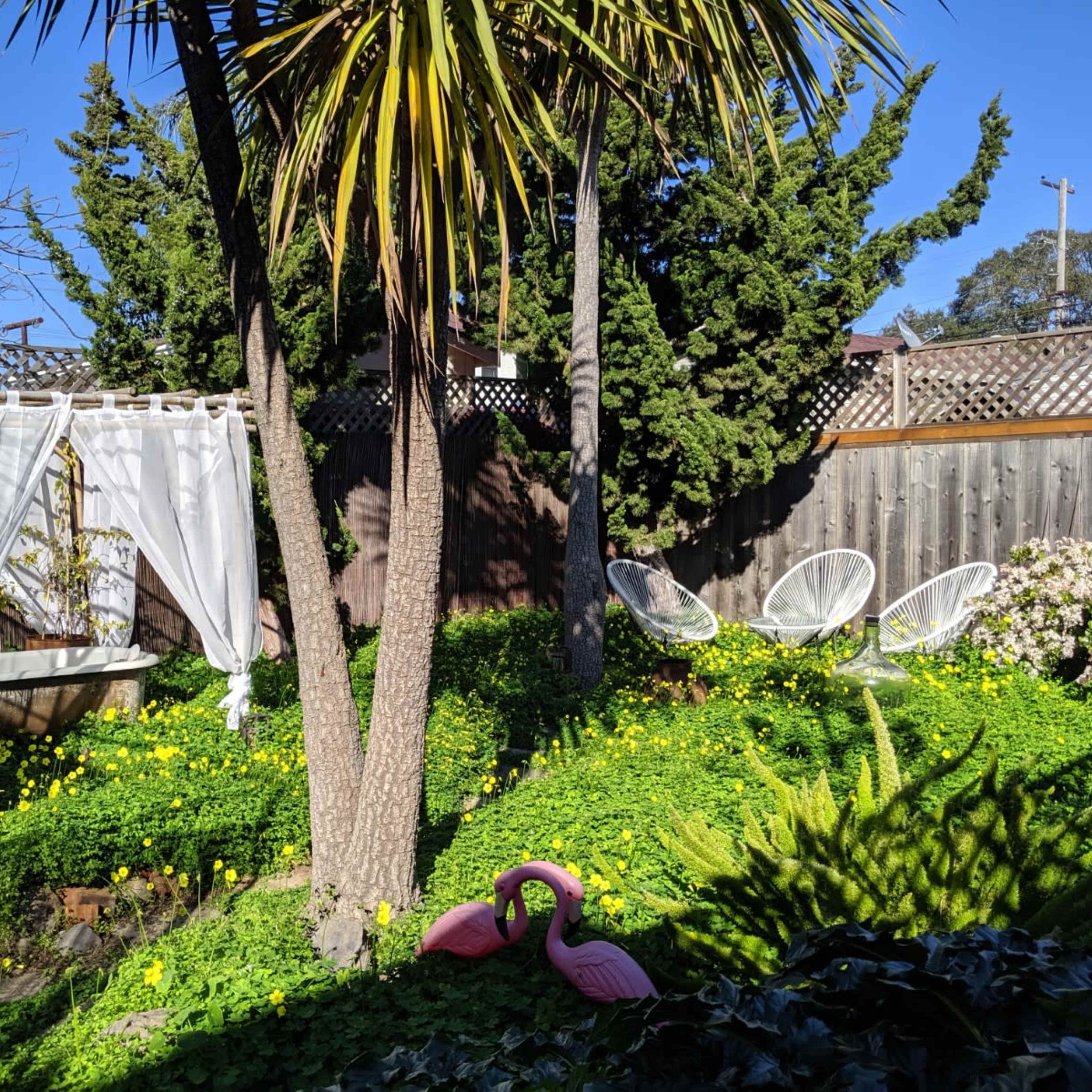 A garden features a white canopy draped over a wooden structure, surrounded by lush greenery, yellow flowers, and two pink flamingo lawn ornaments.