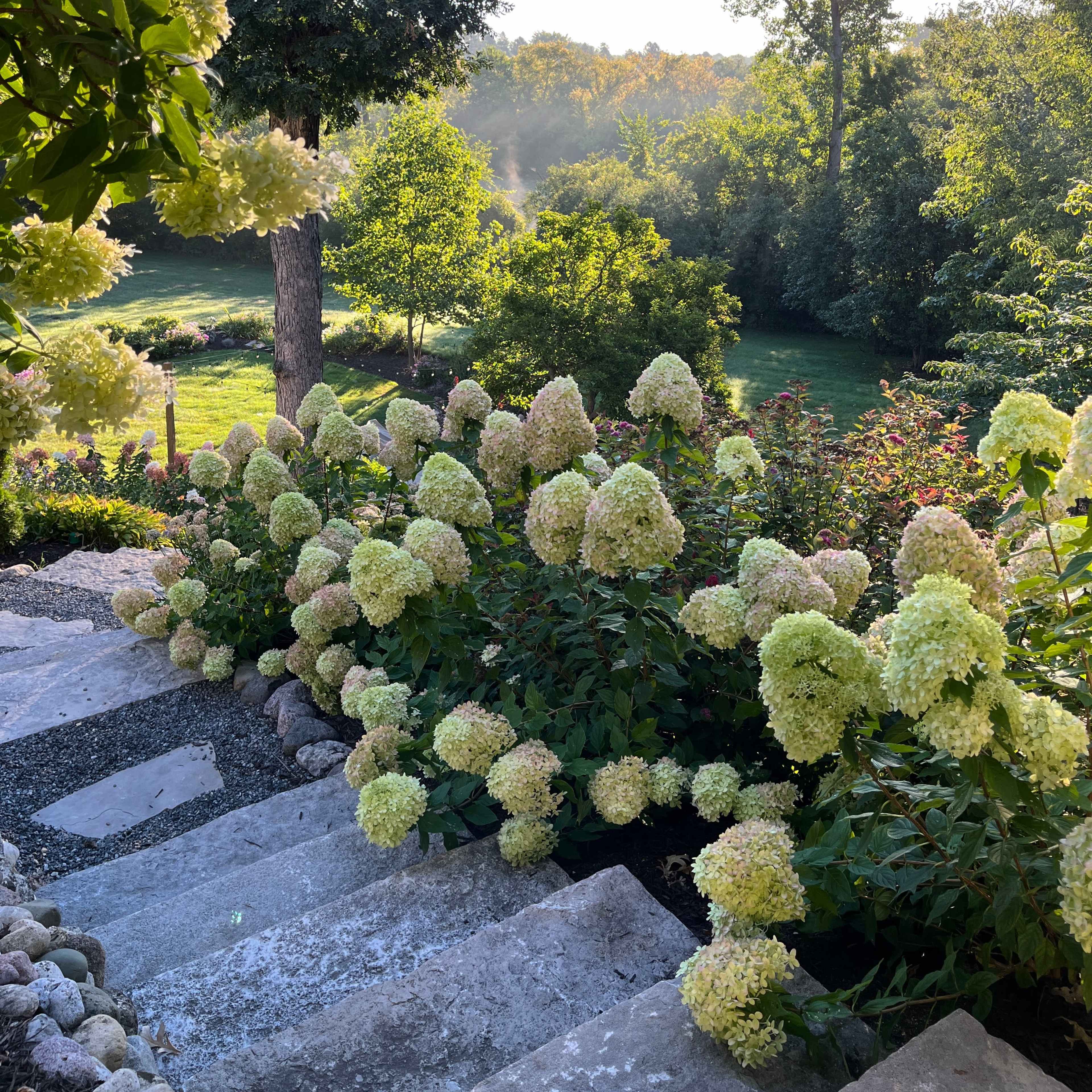 A stone staircase leads down through lush hydrangea bushes to a green yard with trees and gentle morning light.