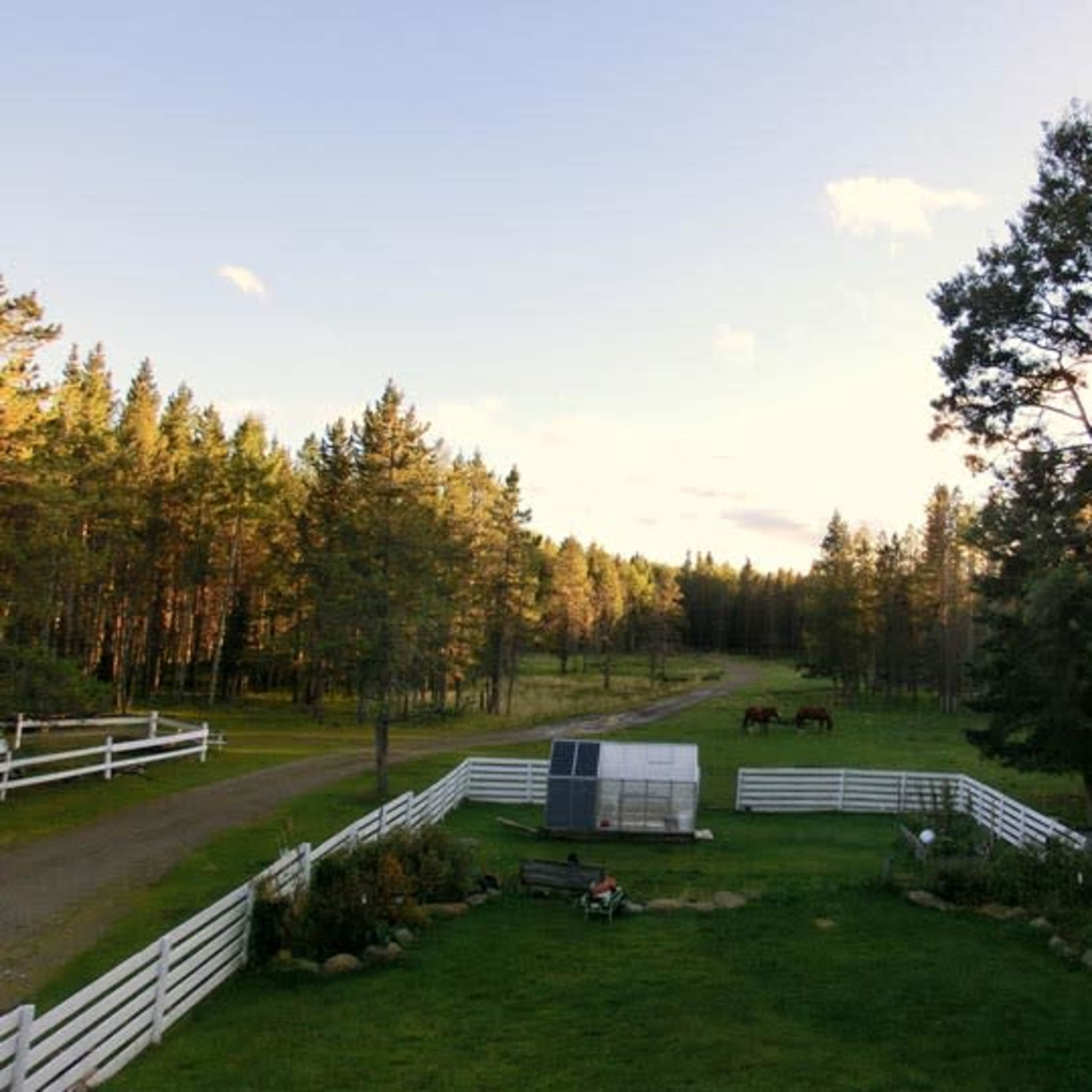 A grassy yard surrounded by white fencing features a small greenhouse, with a dirt road leading through a forested area and two horses grazing in the distance.