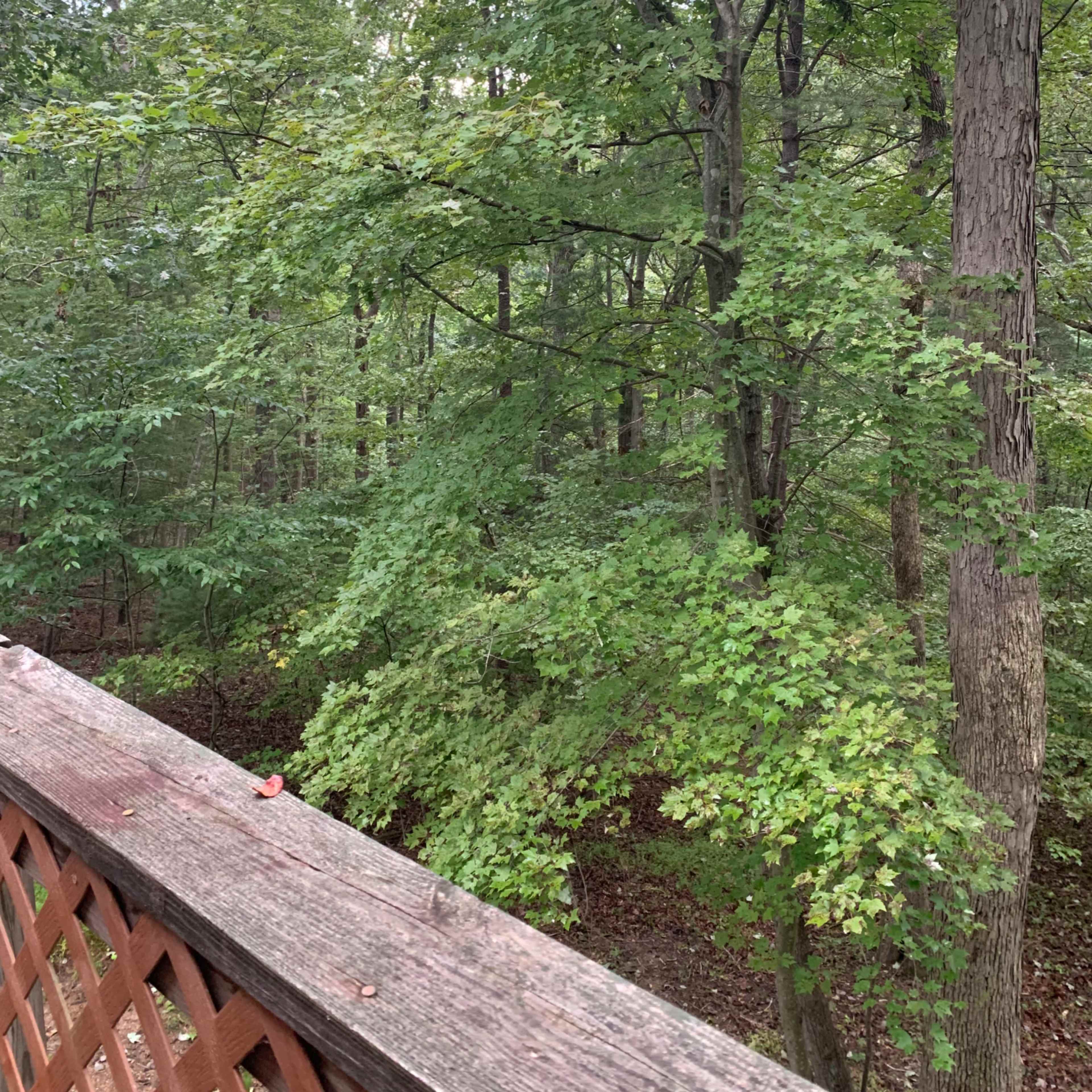 A wooden railing overlooks a densely wooded area with various trees and greenery.