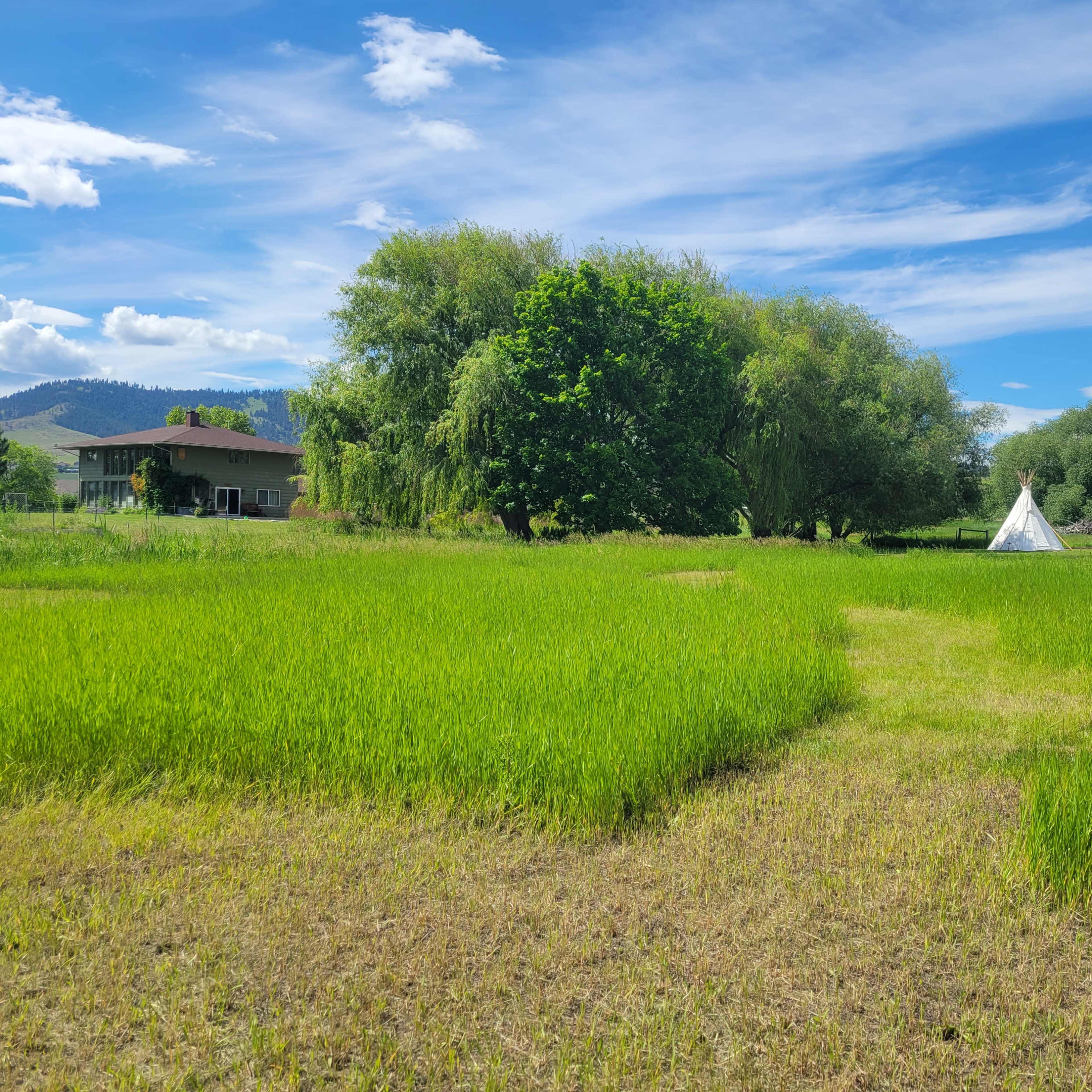 A green field with two white tipis and a house surrounded by trees under a clear blue sky.