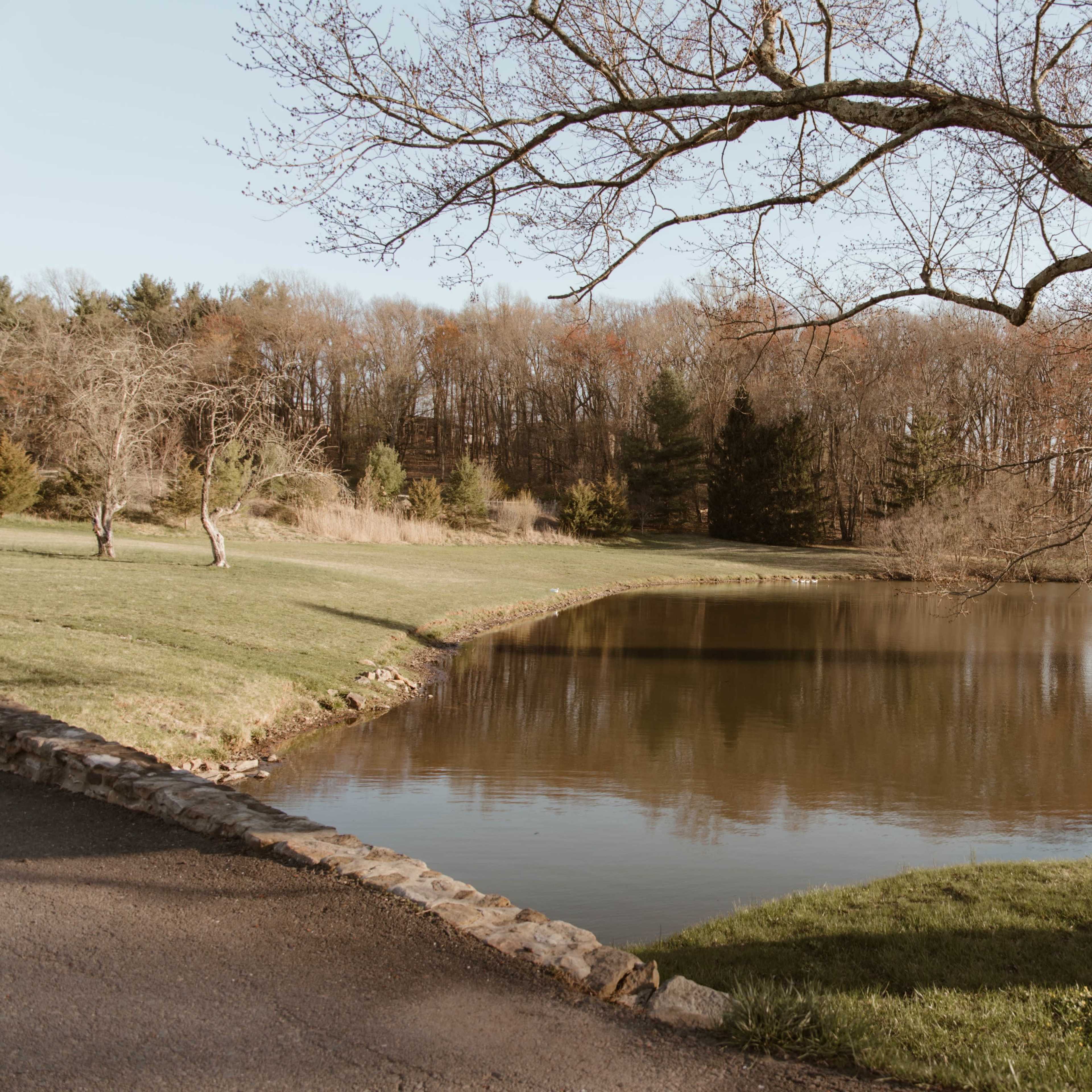 A calm pond is surrounded by grass and trees, reflecting the landscape under a clear sky.