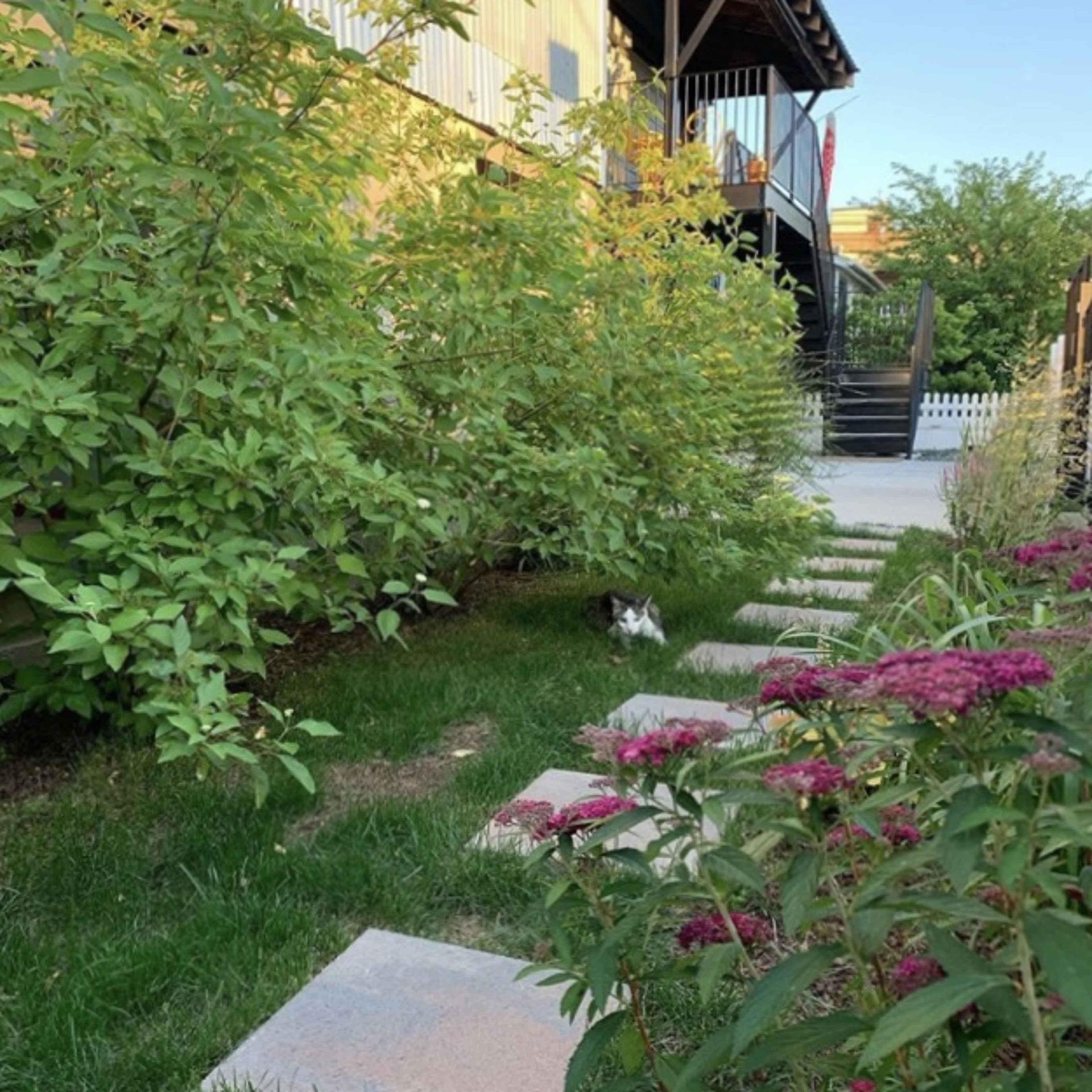 A cat sits among the greenery near a walkway lined with stepping stones and flowers in a garden setting.