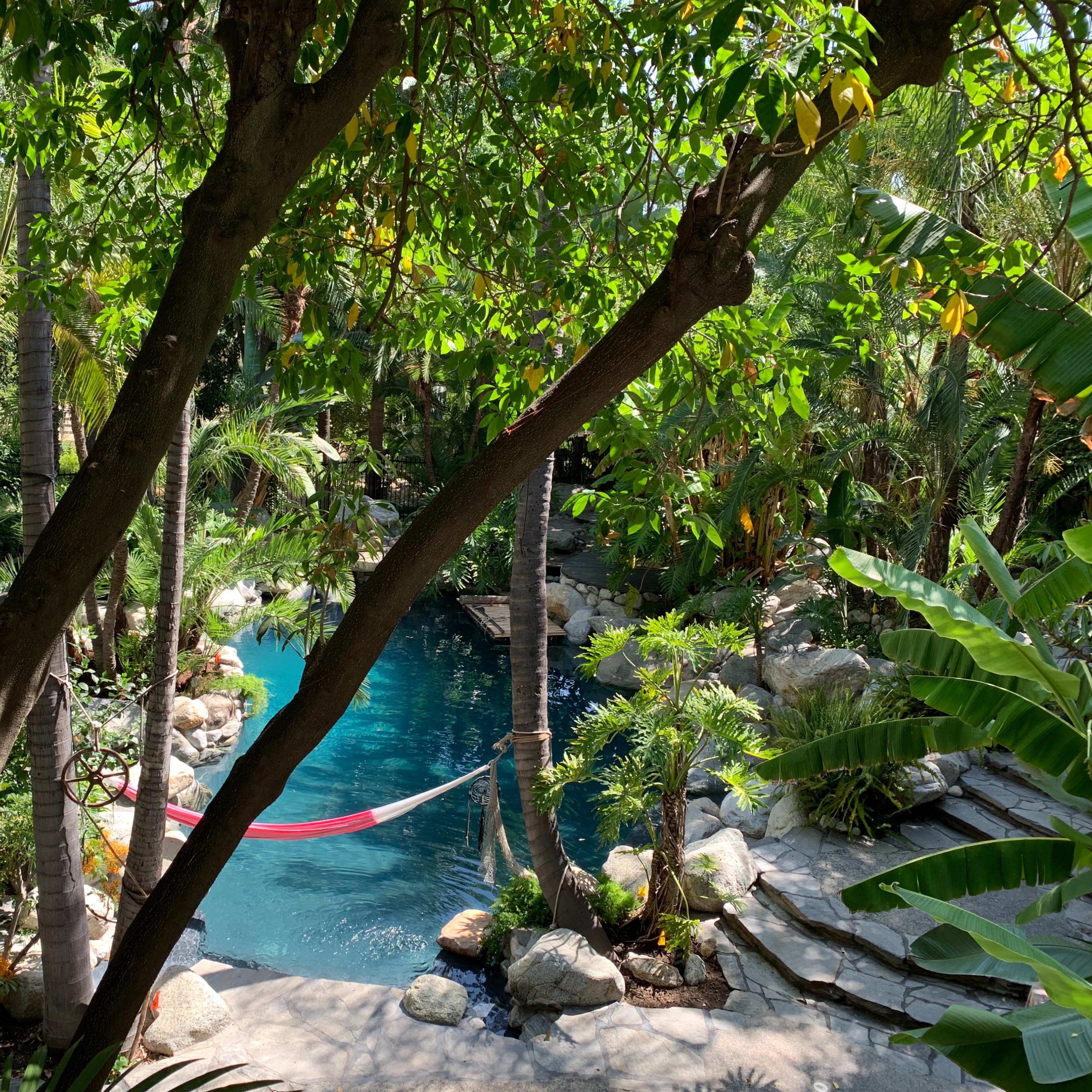 A tranquil pool surrounded by lush greenery and palm trees, with a hammock strung nearby.