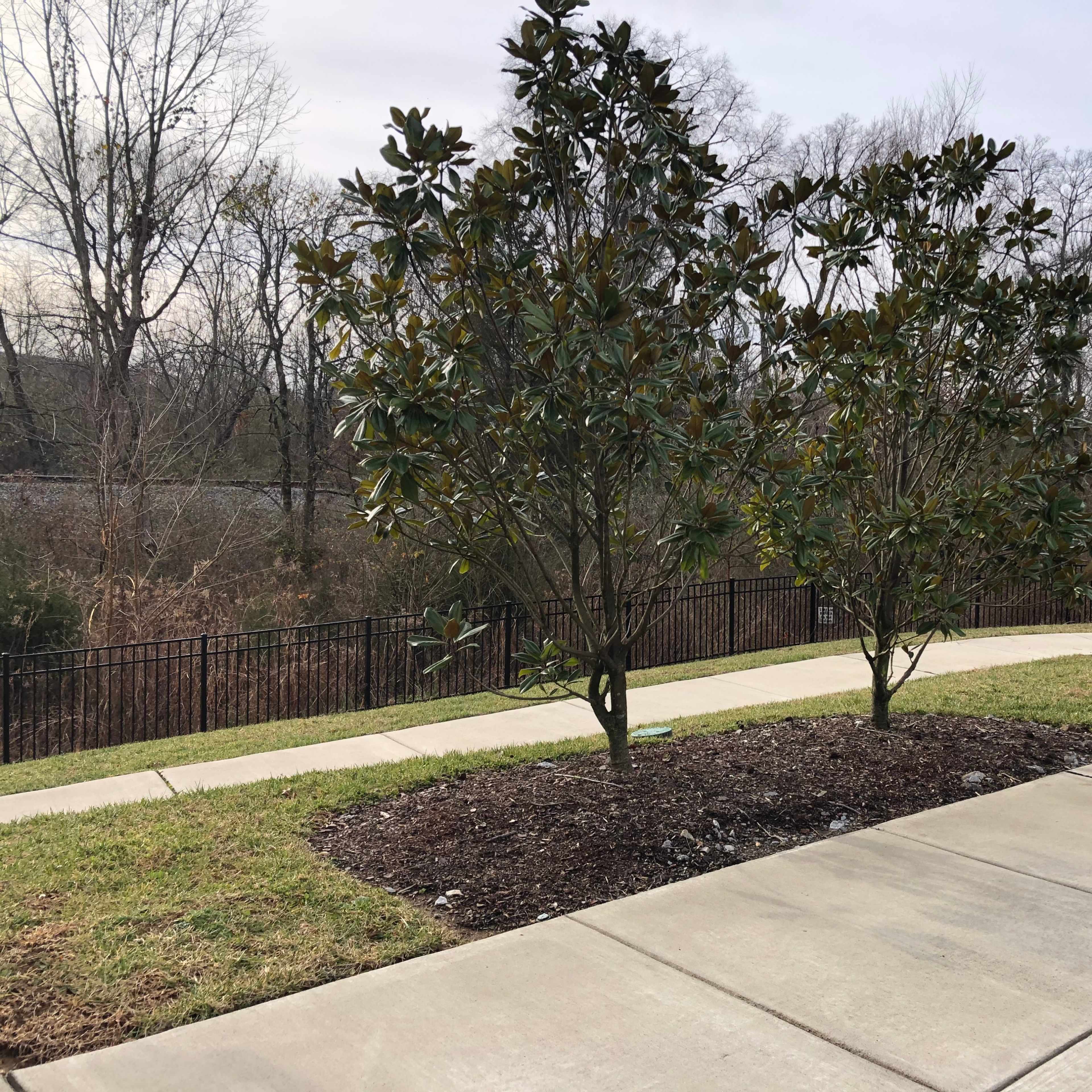 Two magnolia trees are planted along a curved concrete walkway, bordered by grass and mulch, with a fence in the background.