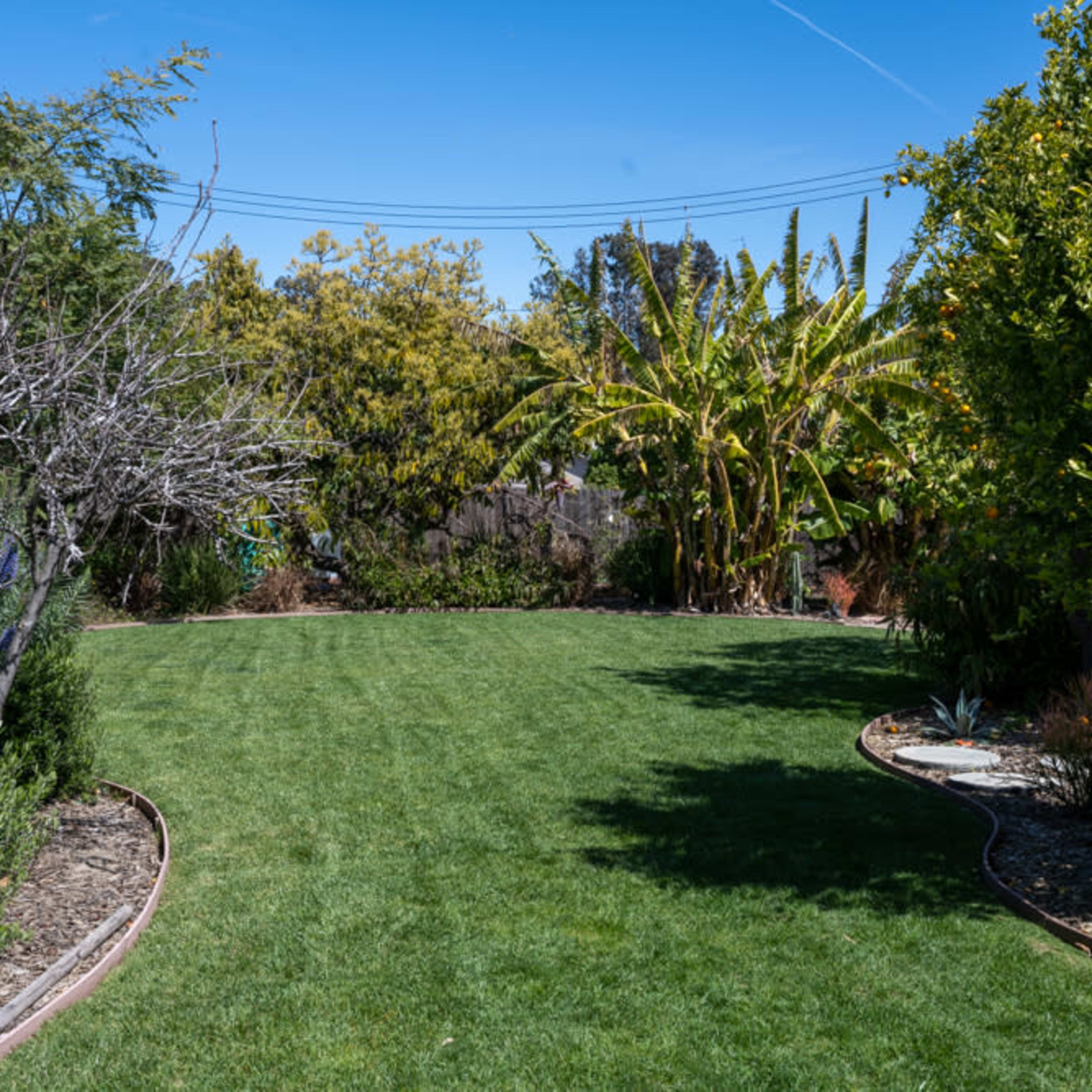 A grassy yard features a curved pathway surrounded by various vegetation, including trees and shrubs.