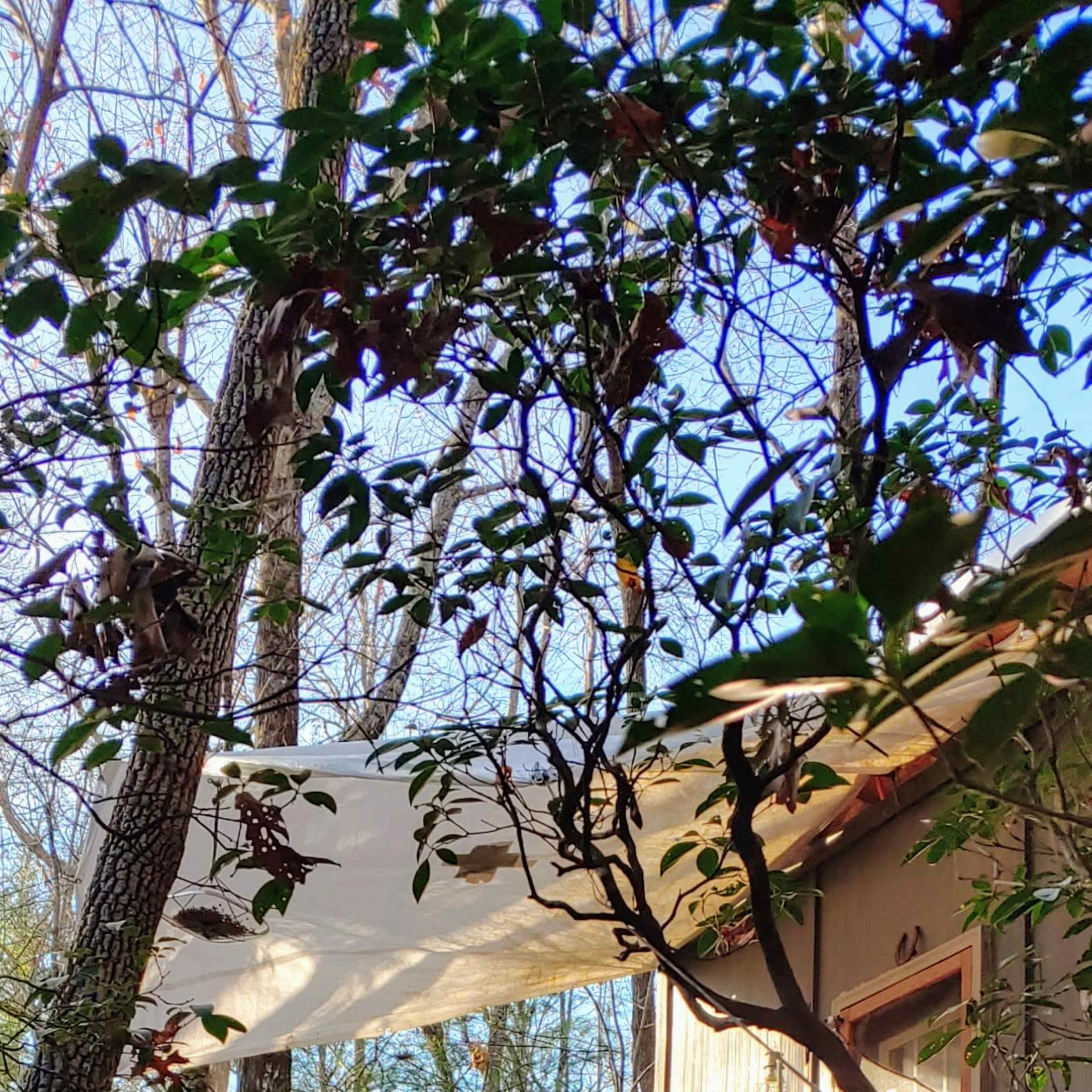 A wooden structure with a deck and a shaded area is situated among trees in a wooded setting.