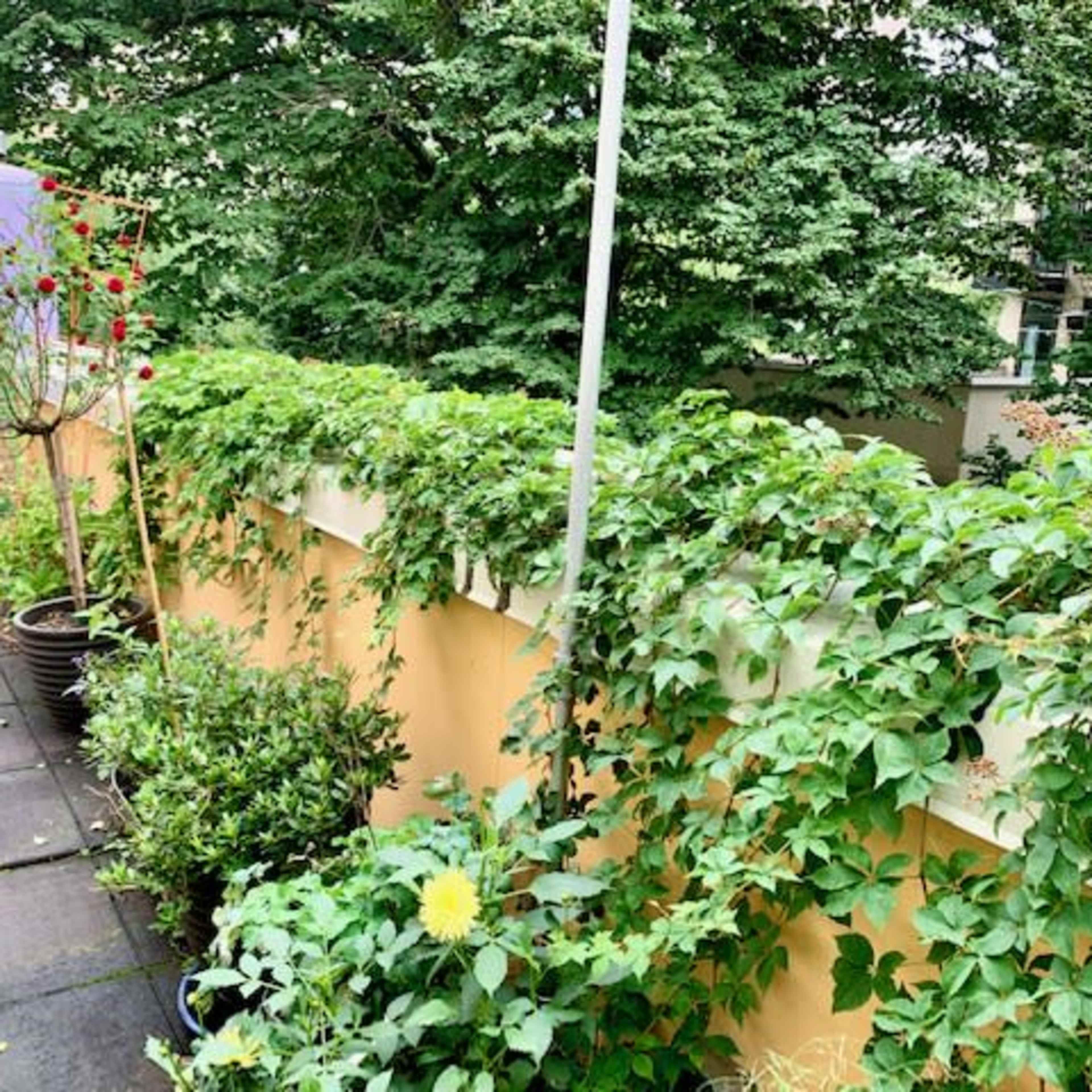 A balcony garden features potted plants and climbing vines along a wall, with trees and buildings visible in the background.