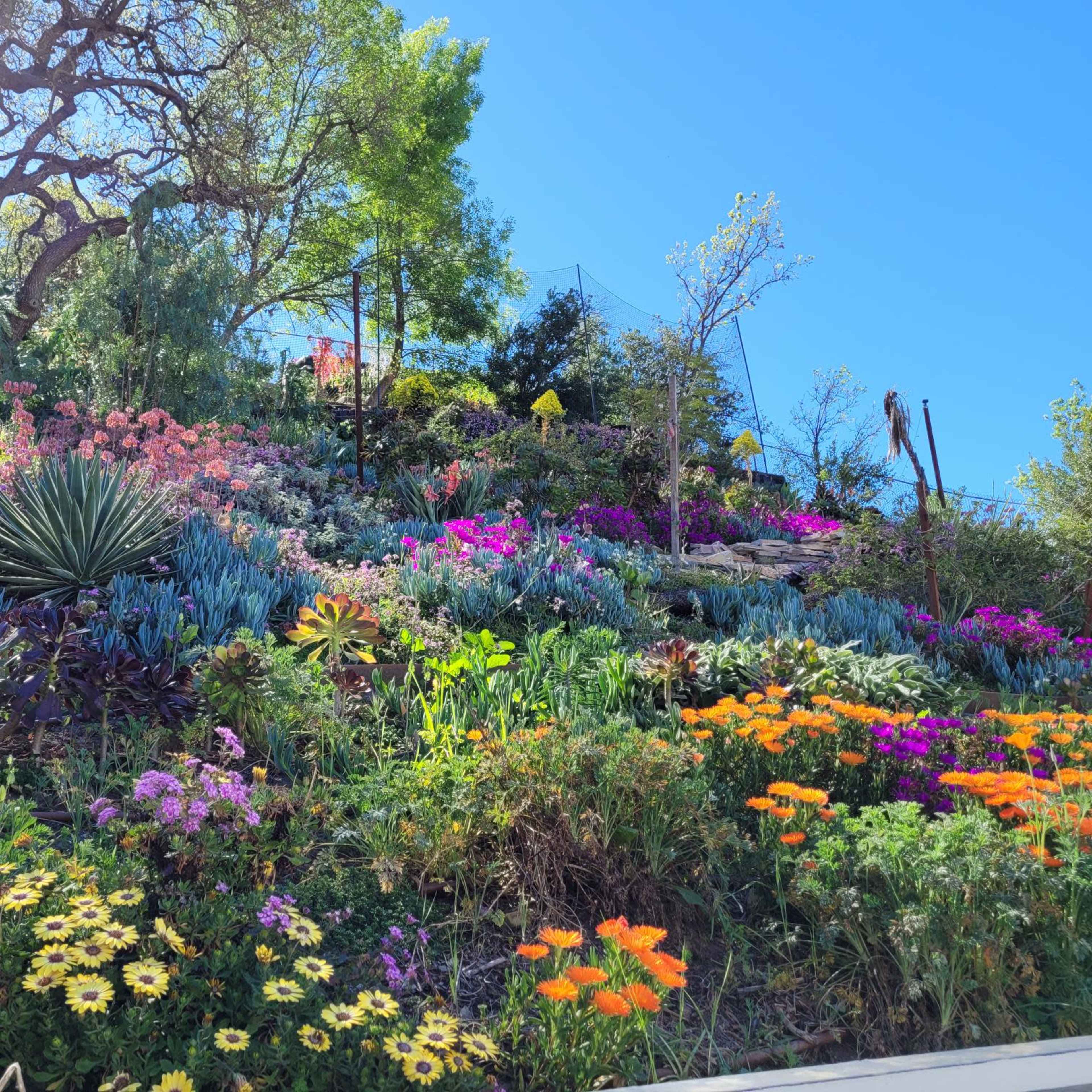 A vibrant hillside is covered with a diverse array of blooming flowers and vegetation under a clear blue sky.