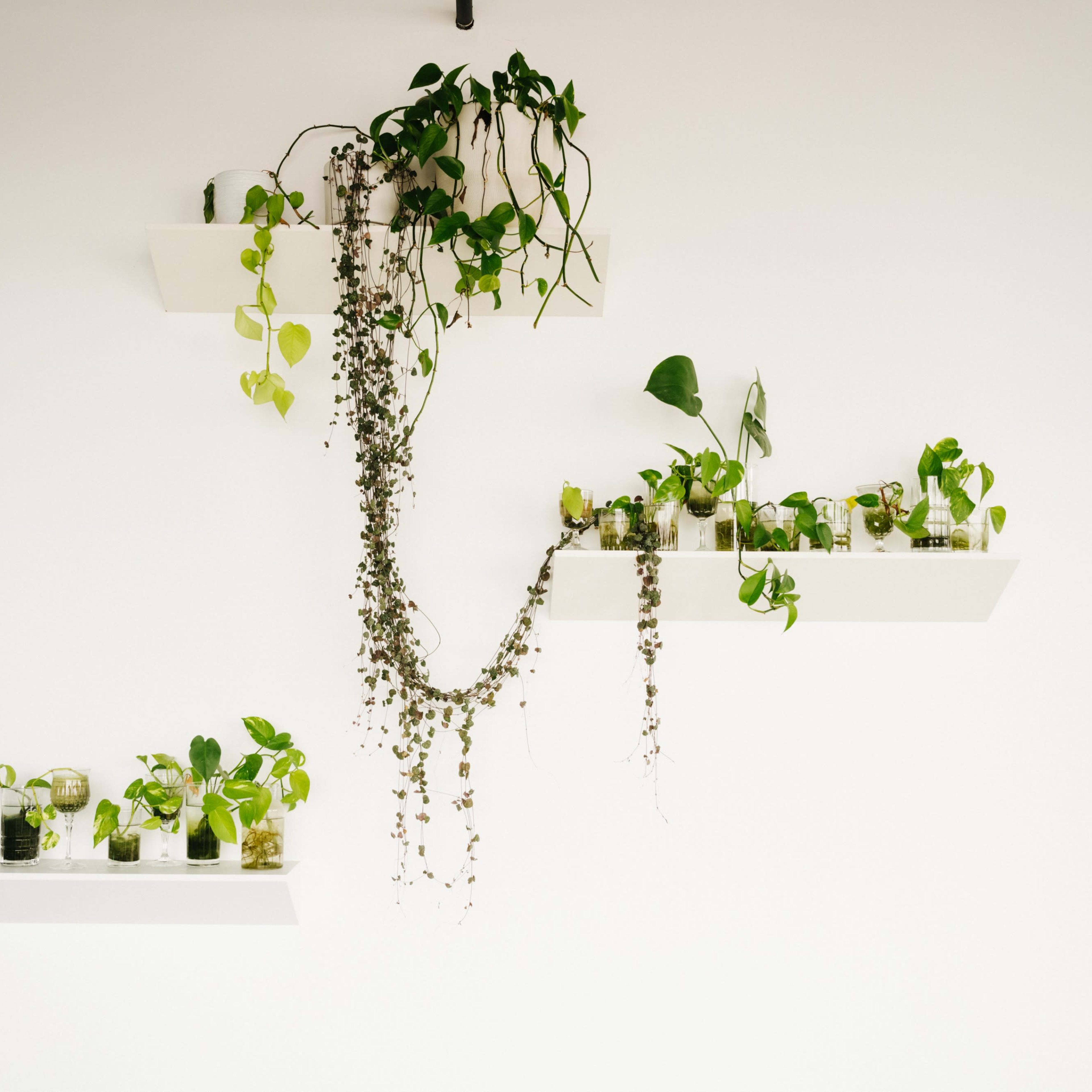 Several shelves mounted on a white wall, adorned with various potted plants.