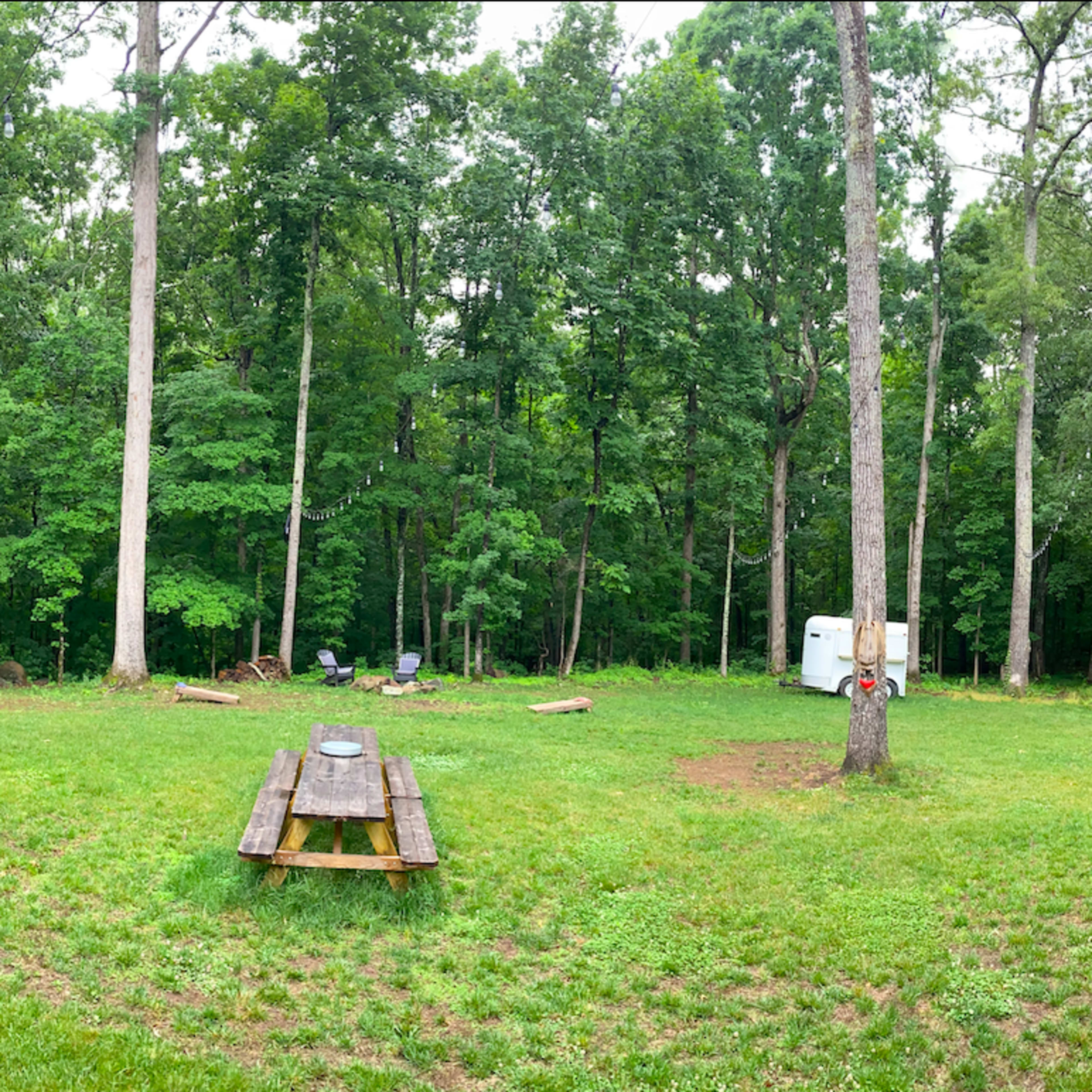 A wooden picnic table is surrounded by a grassy clearing in a wooded area with tall trees.