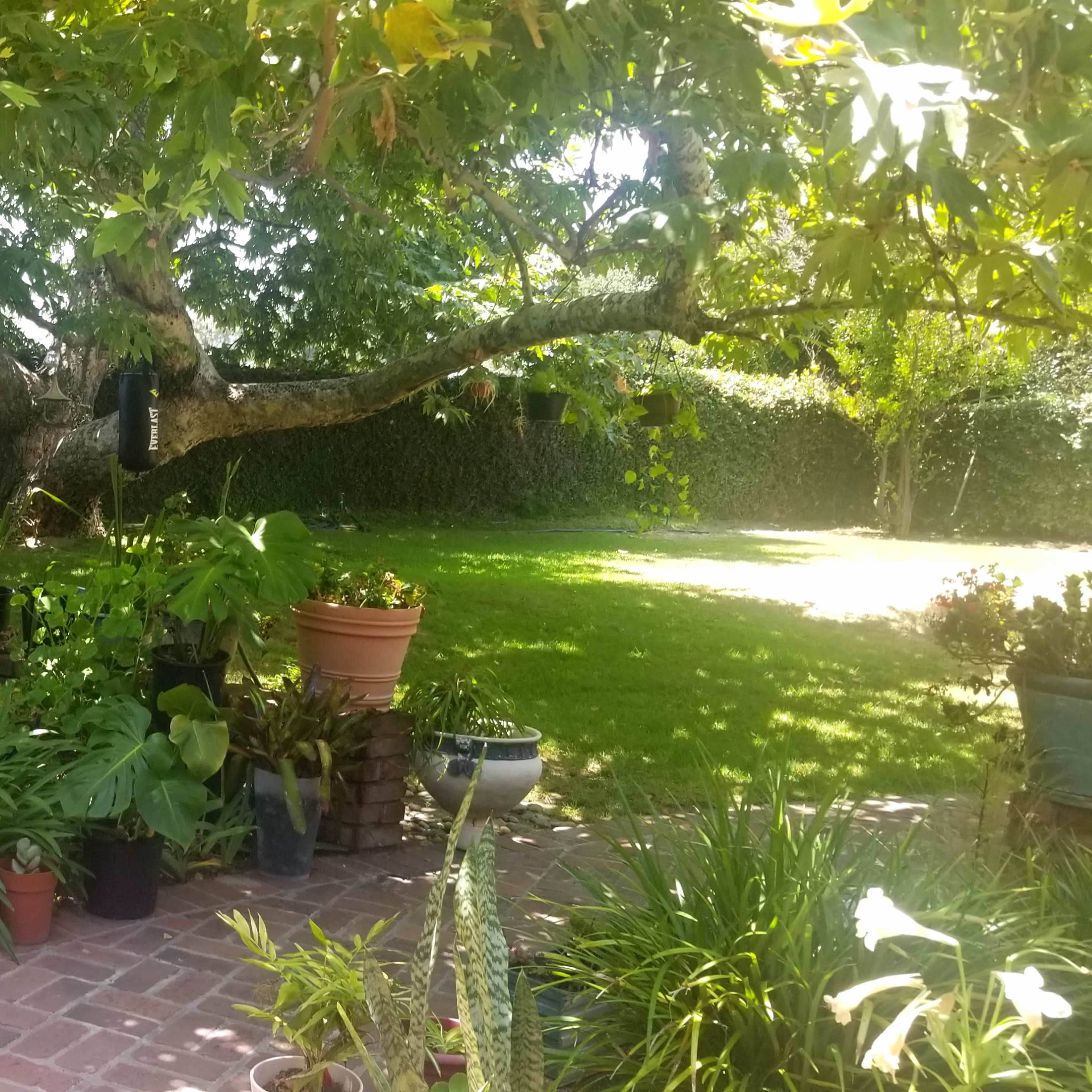 A garden area with various potted plants and a brick wall beneath a large tree, framed by a grassy lawn in the background.