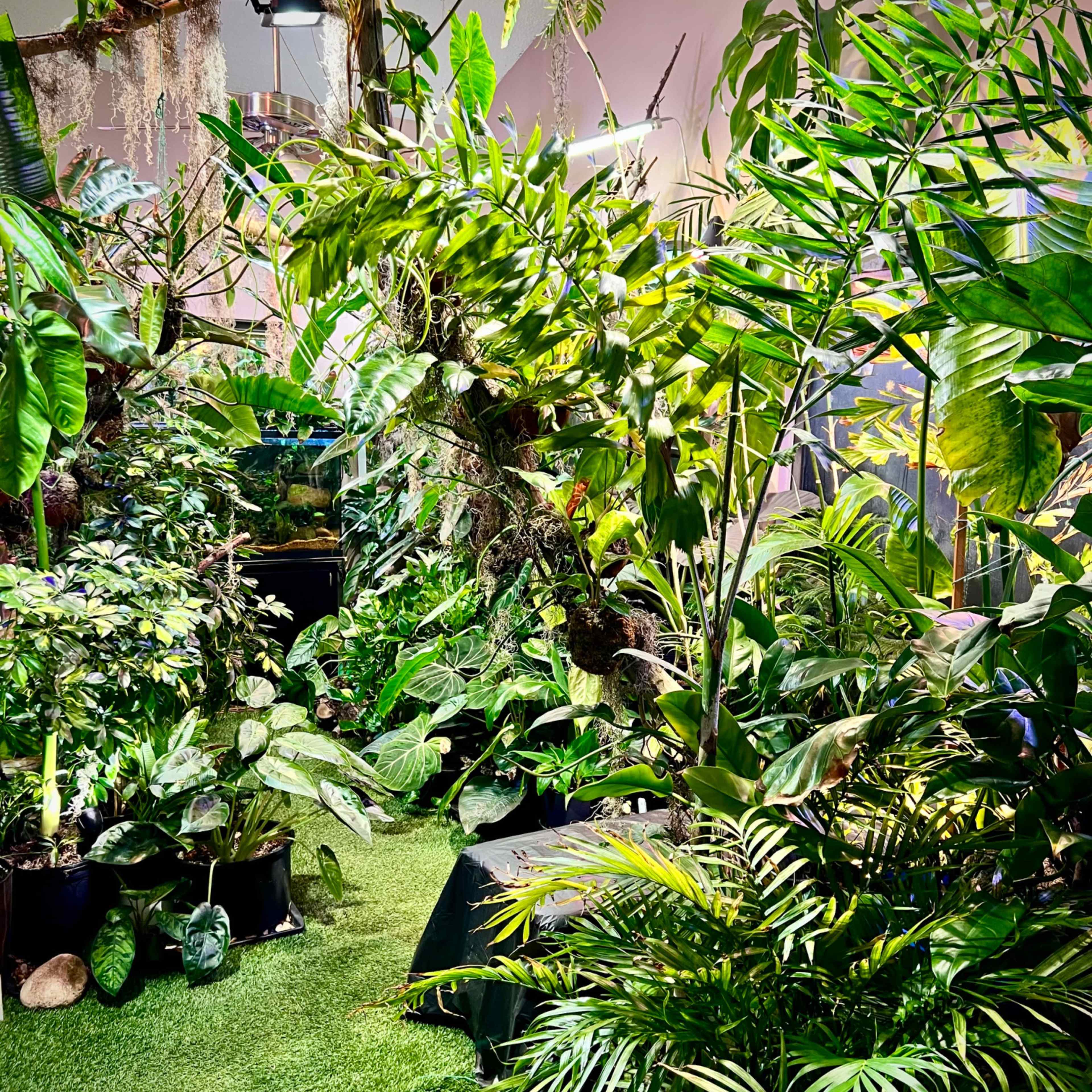 INDOOR JUNGLE!🌿 Image in Summer Valley Ranch, Aurora, CO