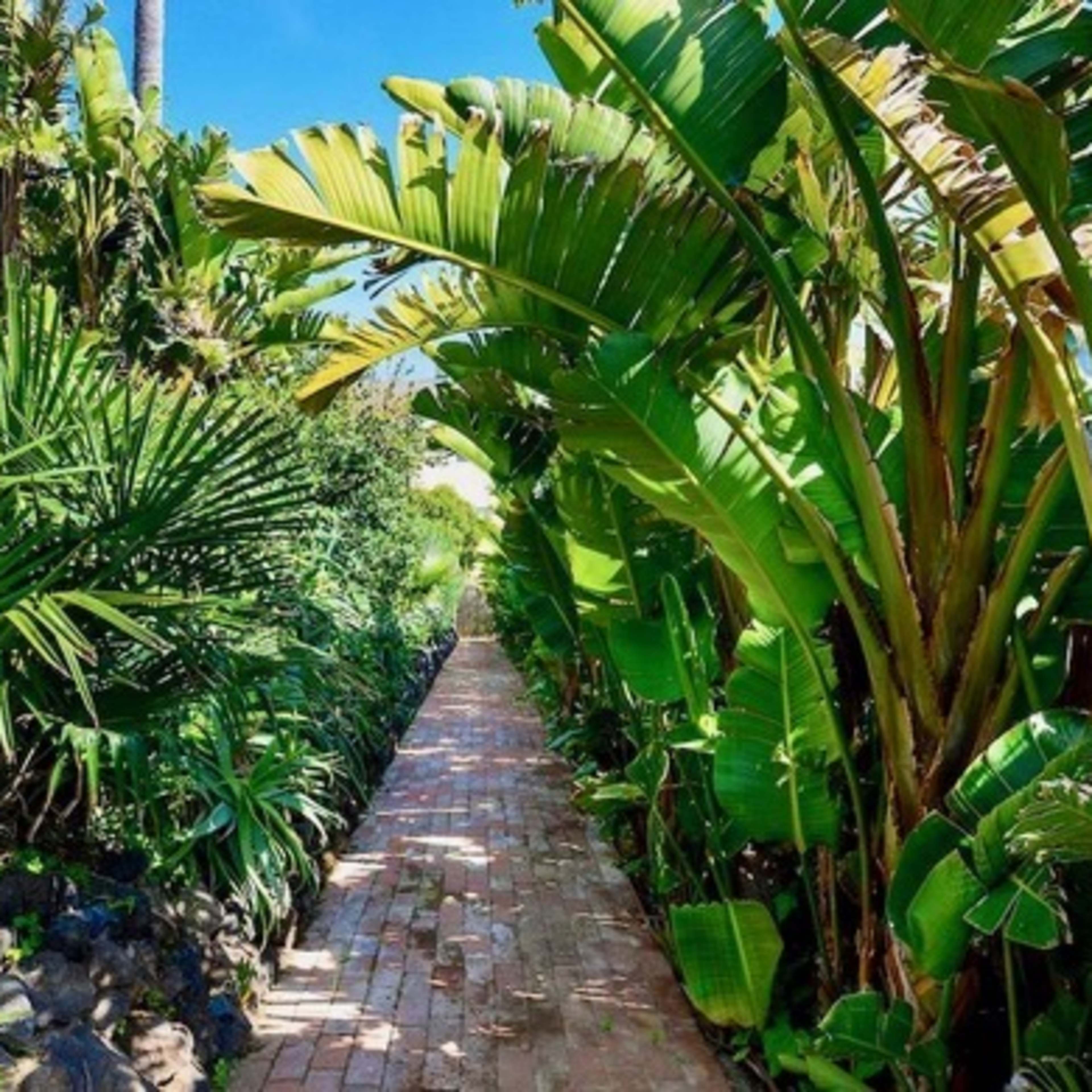 A brick pathway lined with lush green plants leads through a tropical garden.