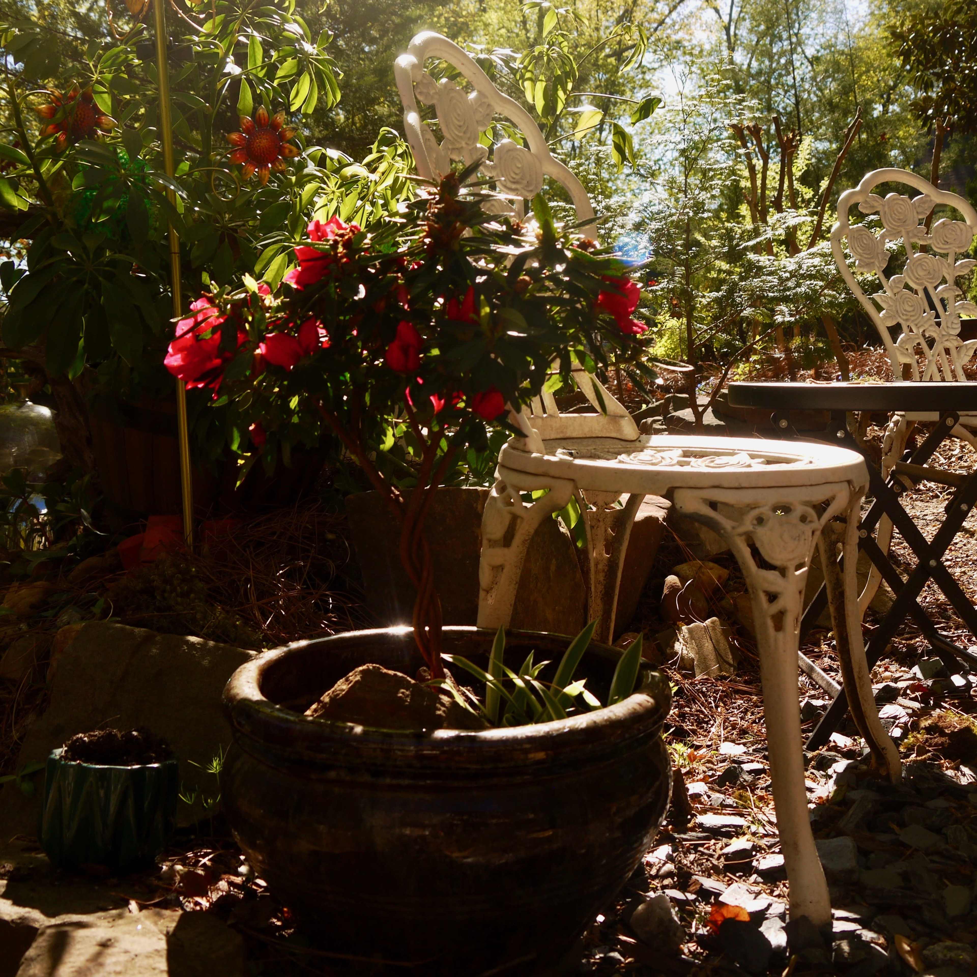 A peaceful garden scene with two ornate white chairs beside a black table, surrounded by greenery and potted plants.