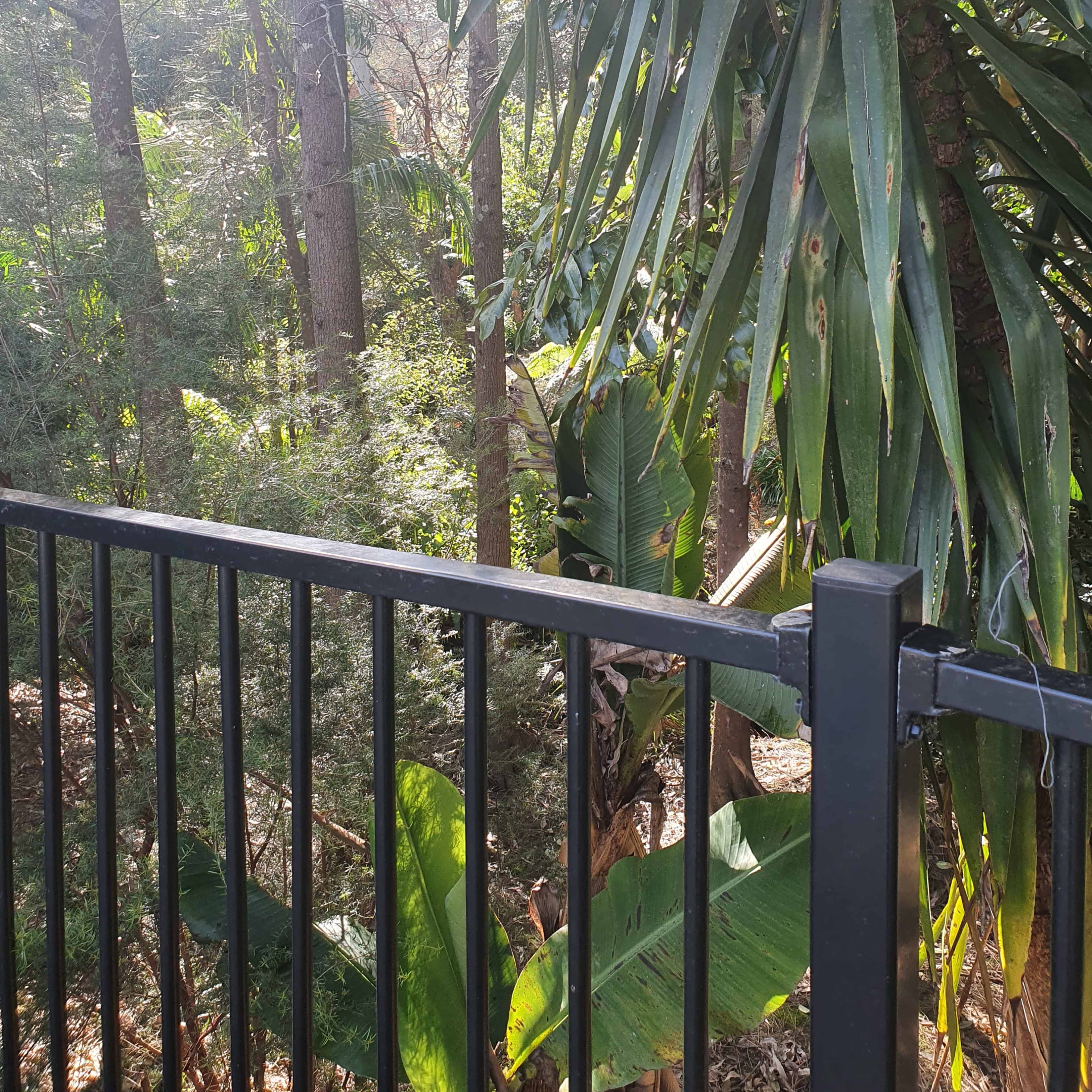 A black metal fence lines the edge of a lush, green wooded area with tall palm-like plants and trees.