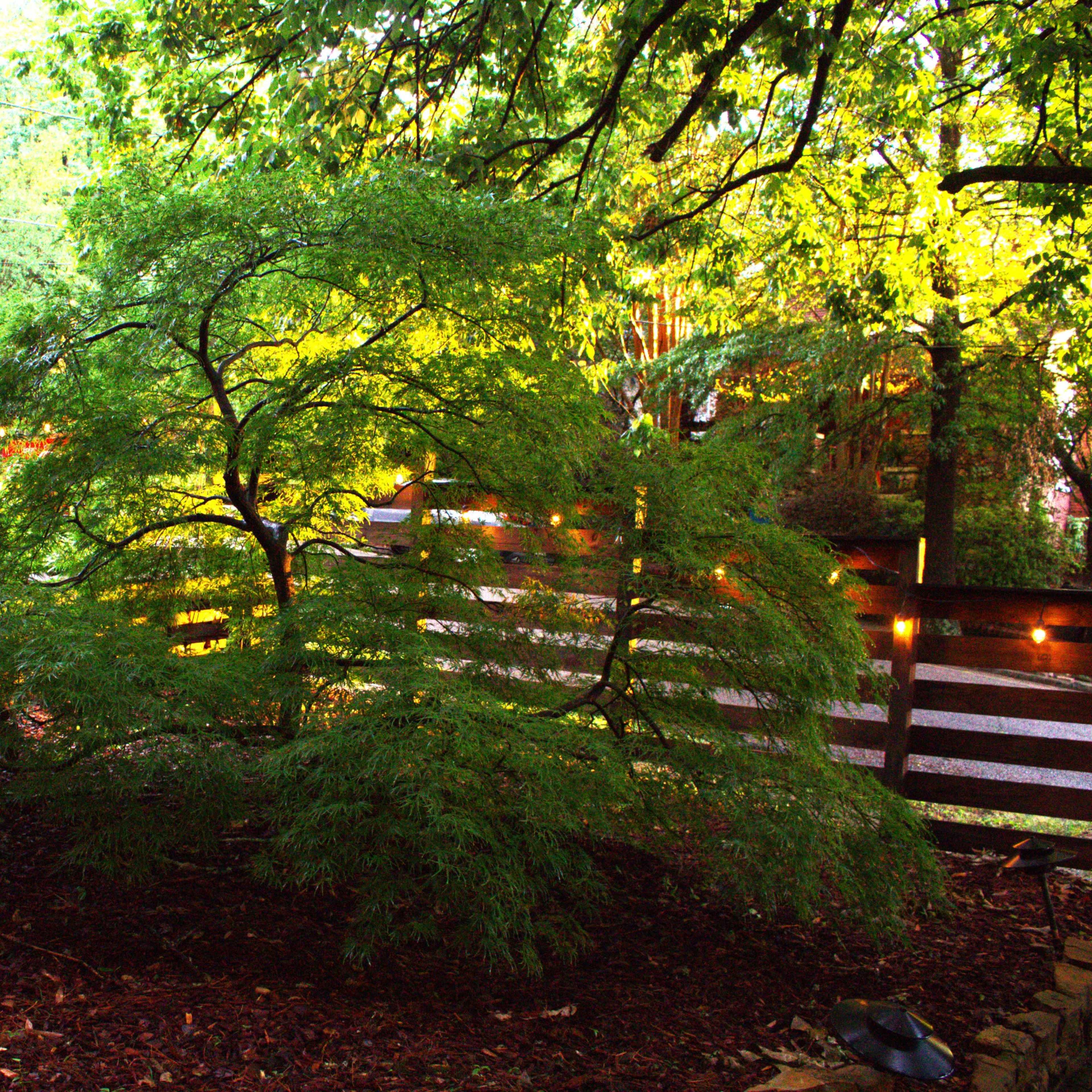 A small, green tree is positioned in a garden surrounded by wooden fencing and lush vegetation.