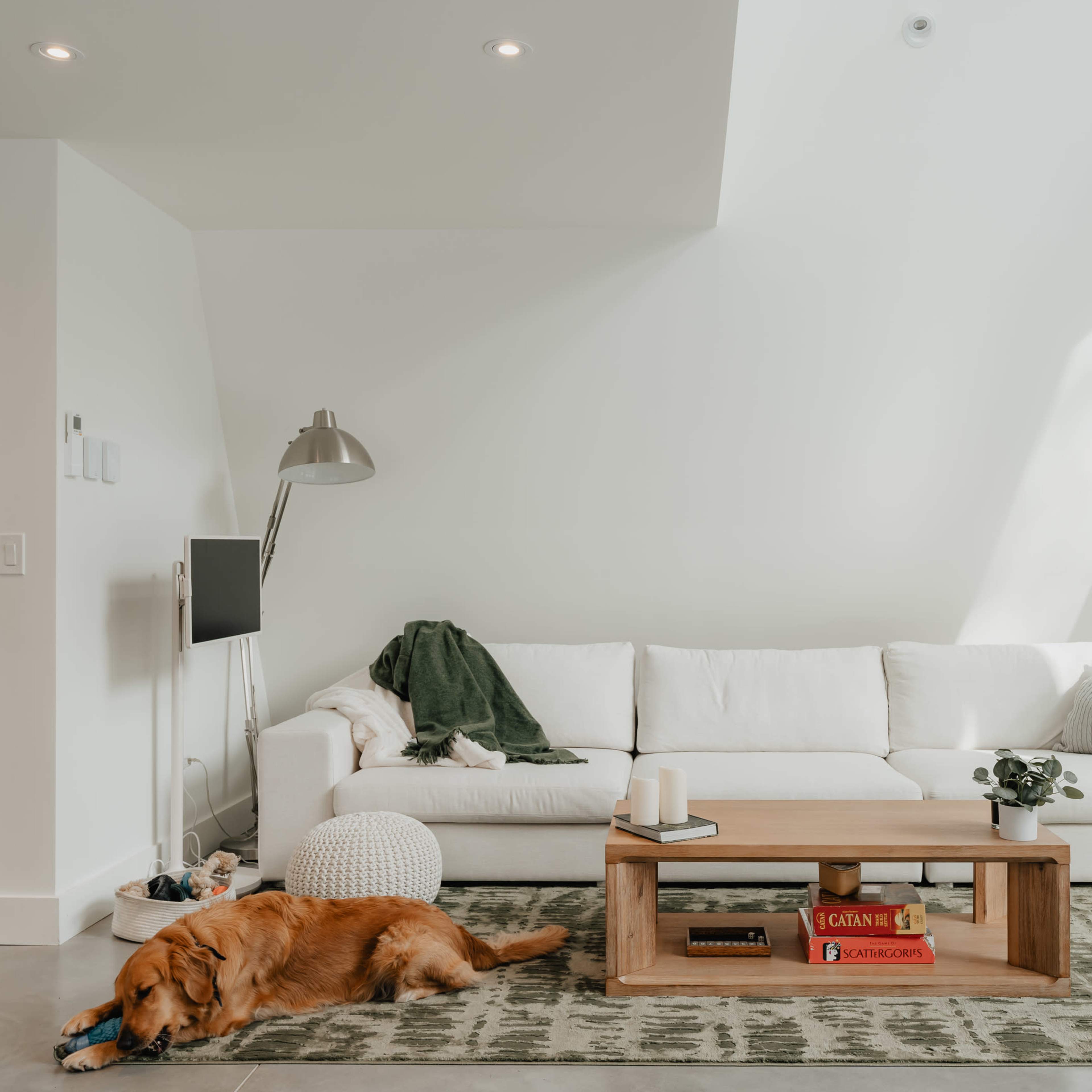 A golden retriever lies on a rug in a bright living room with a white couch and a wooden coffee table.