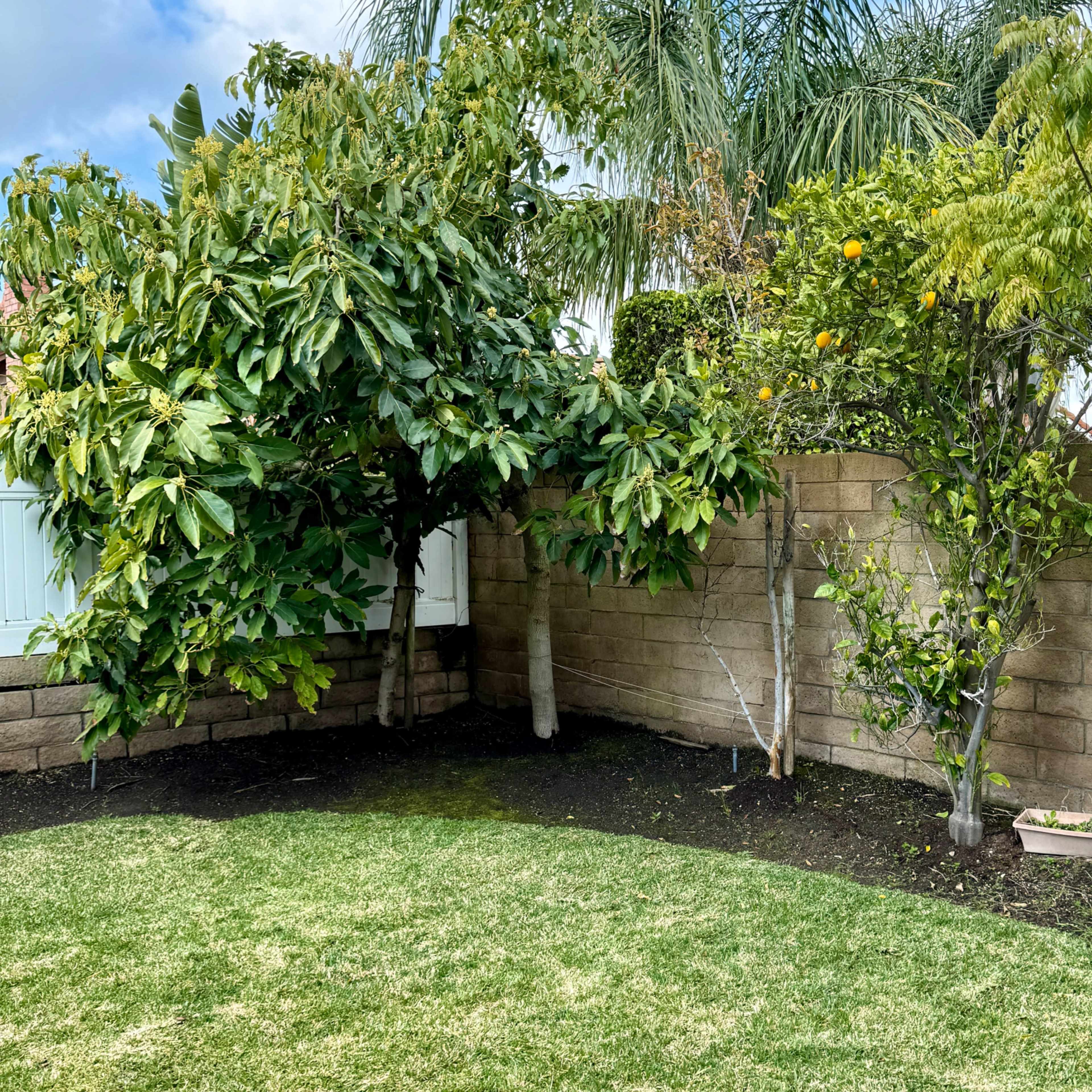 A backyard with green grass, flowering shrubs, and several trees next to a stone wall.