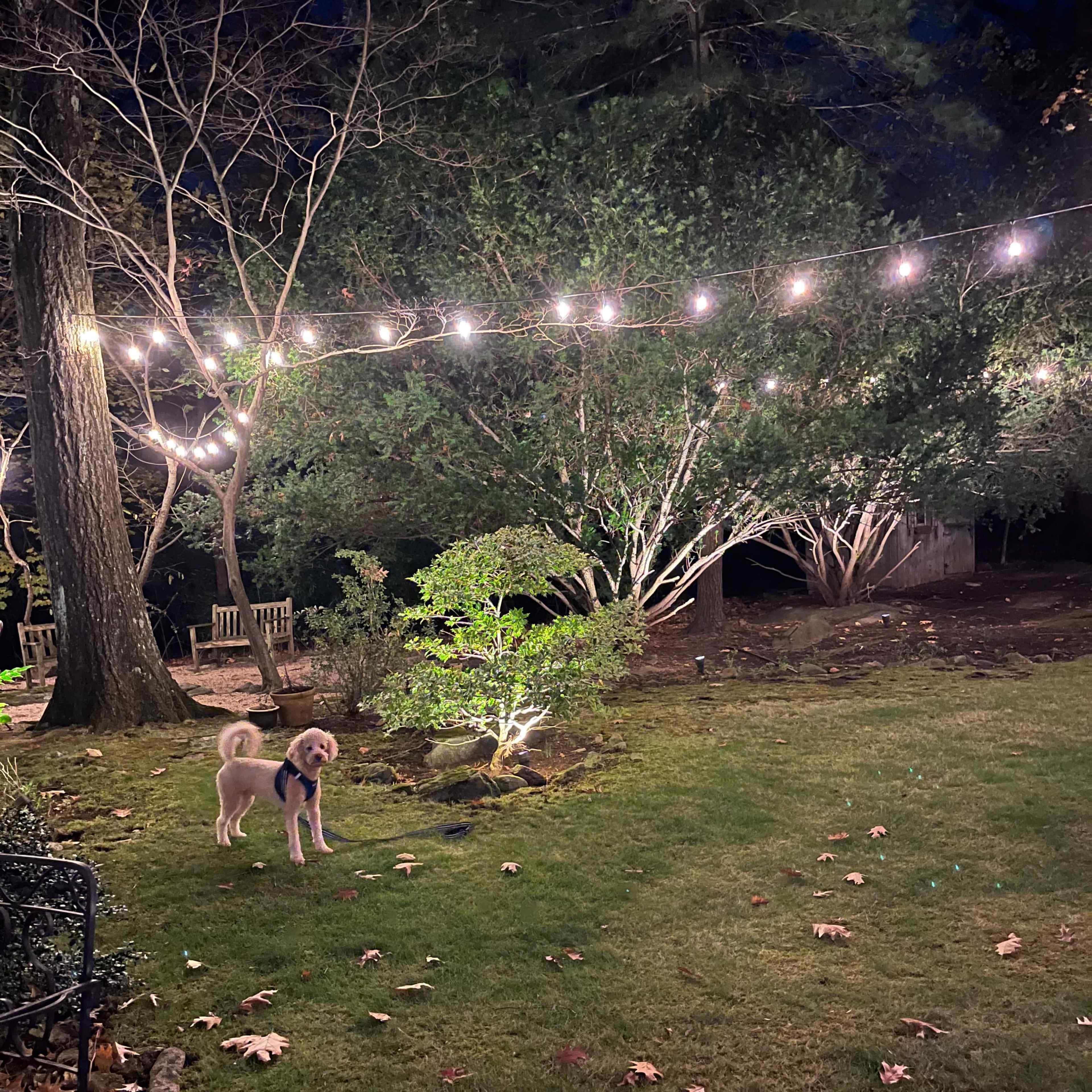A dog stands in a yard illuminated by string lights, surrounded by trees and fallen leaves.
