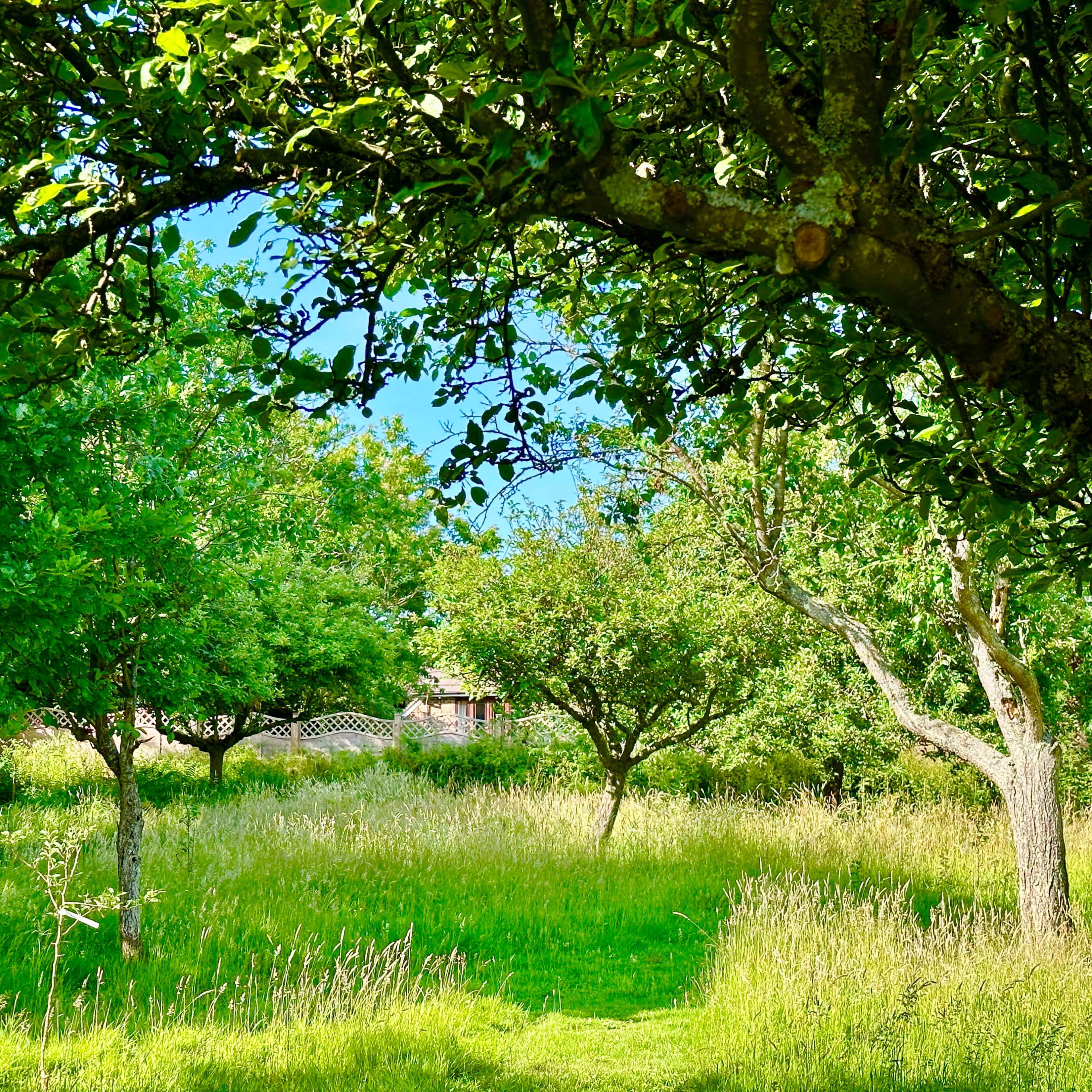 A lush green landscape with several trees and tall grass under a clear blue sky.